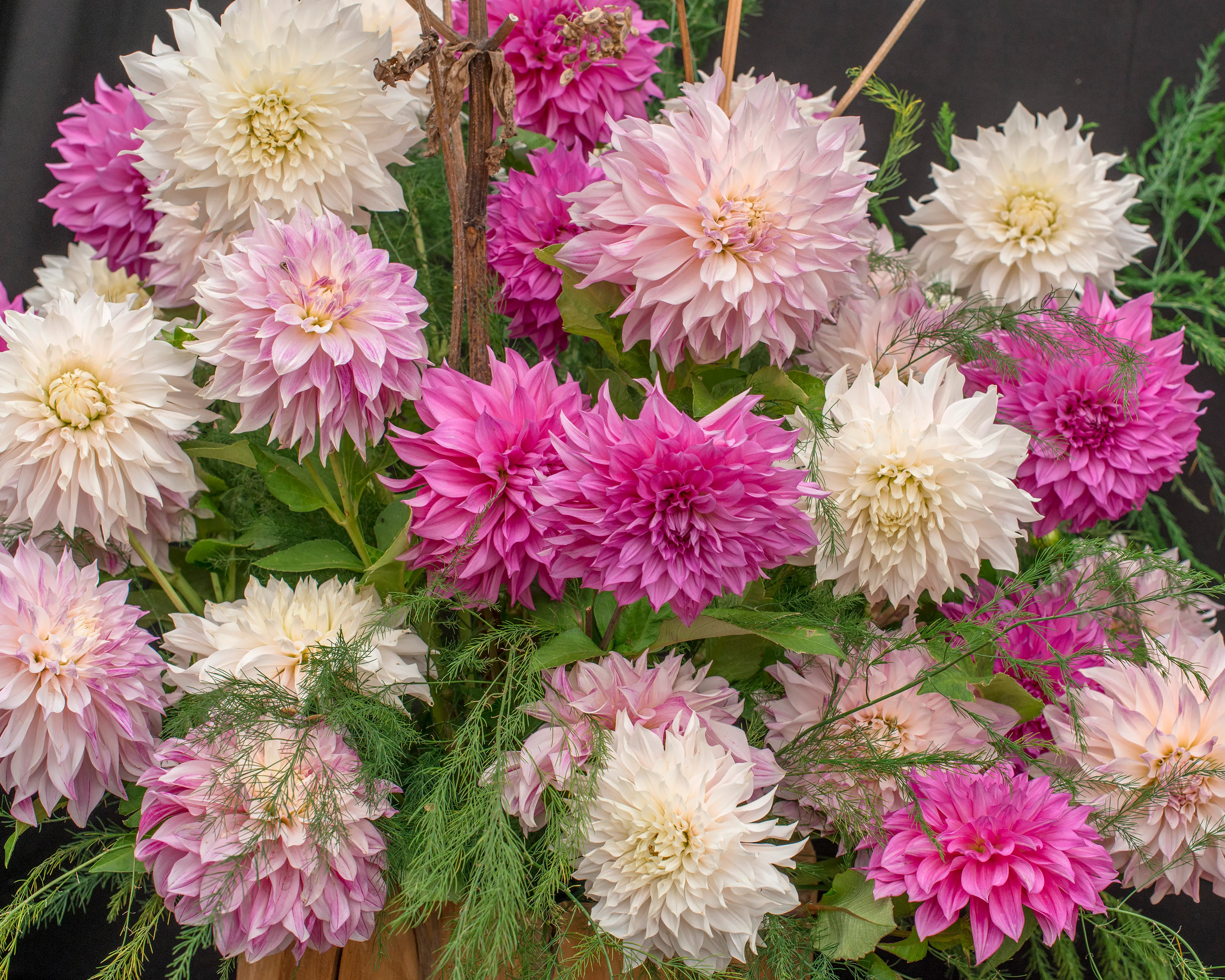 Dahlia collection 'Barista' - Image 6