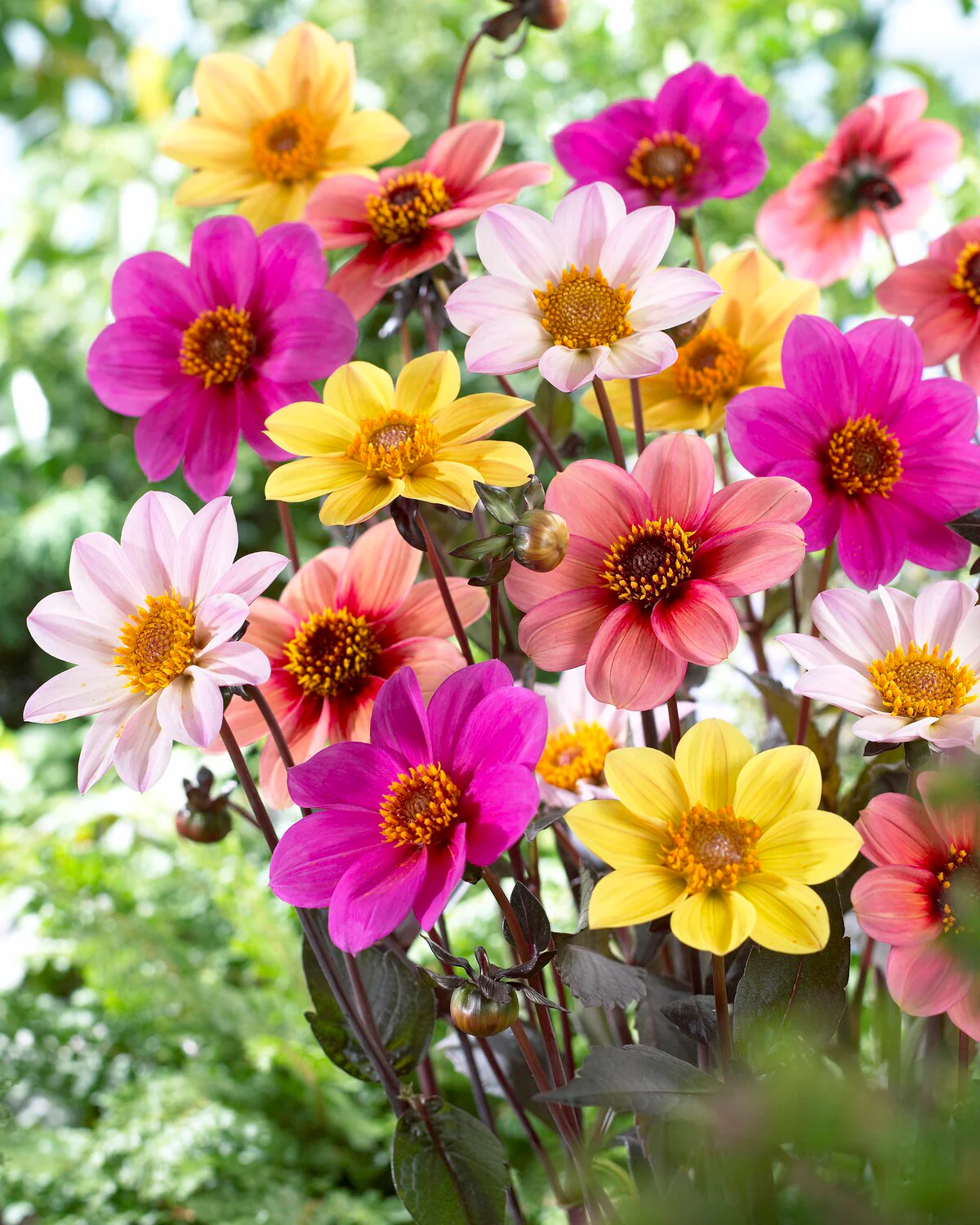 Dahlia collection 'Happy Single Mix' - Image 3
