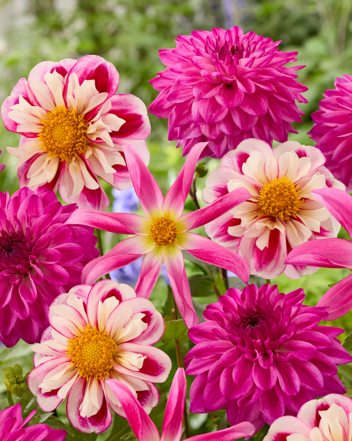 Dahlia collection 'Pink Fandango'