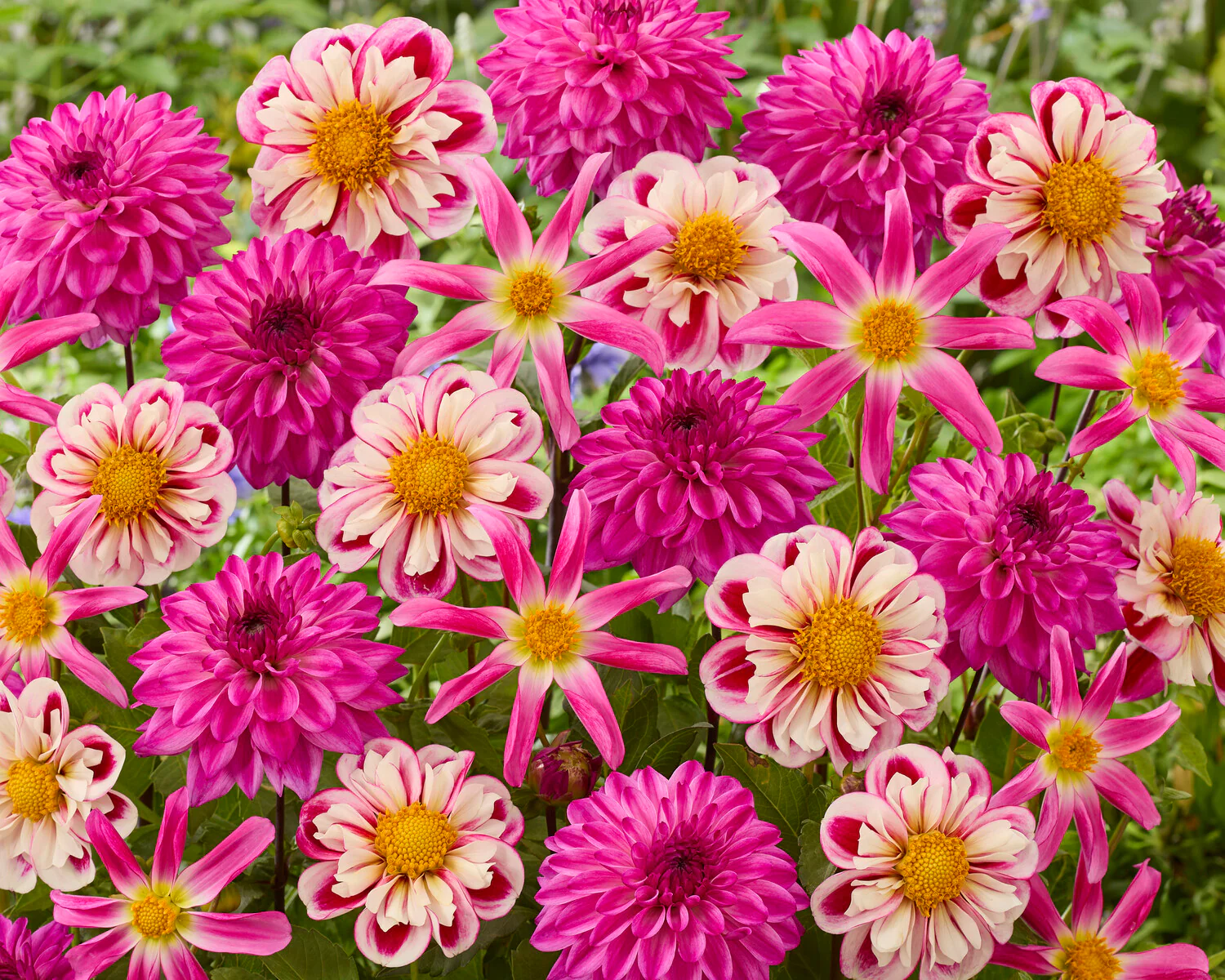 Dahlia collection 'Pink Fandango' - Image 2