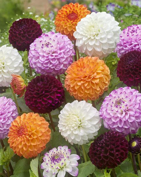 Dahlia collection 'Pompon Mix' - Image 3