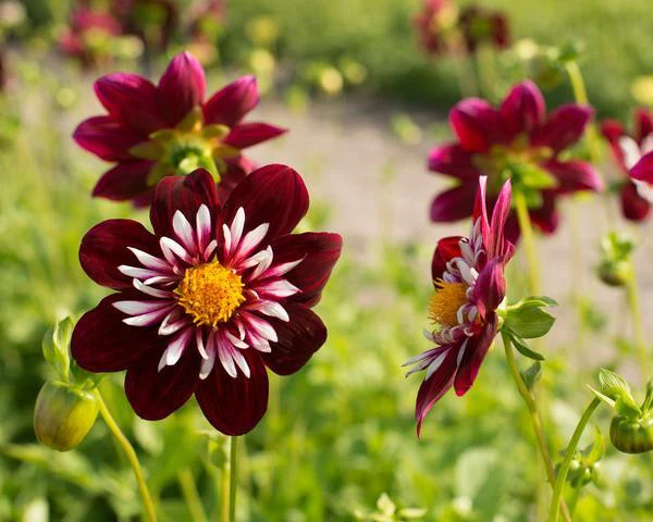 Dahlia collection 'Pret à Collarette' - Image 3