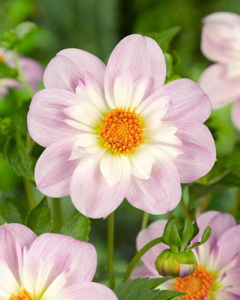 Dahlia collection 'Pret à Collarette' - Image 4