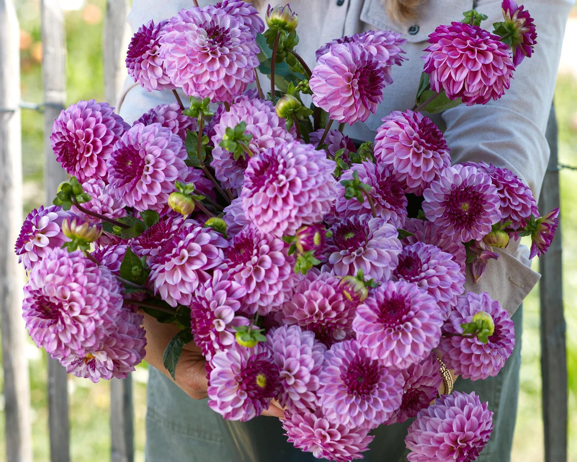Dahlia 'Columbus' - Image 2