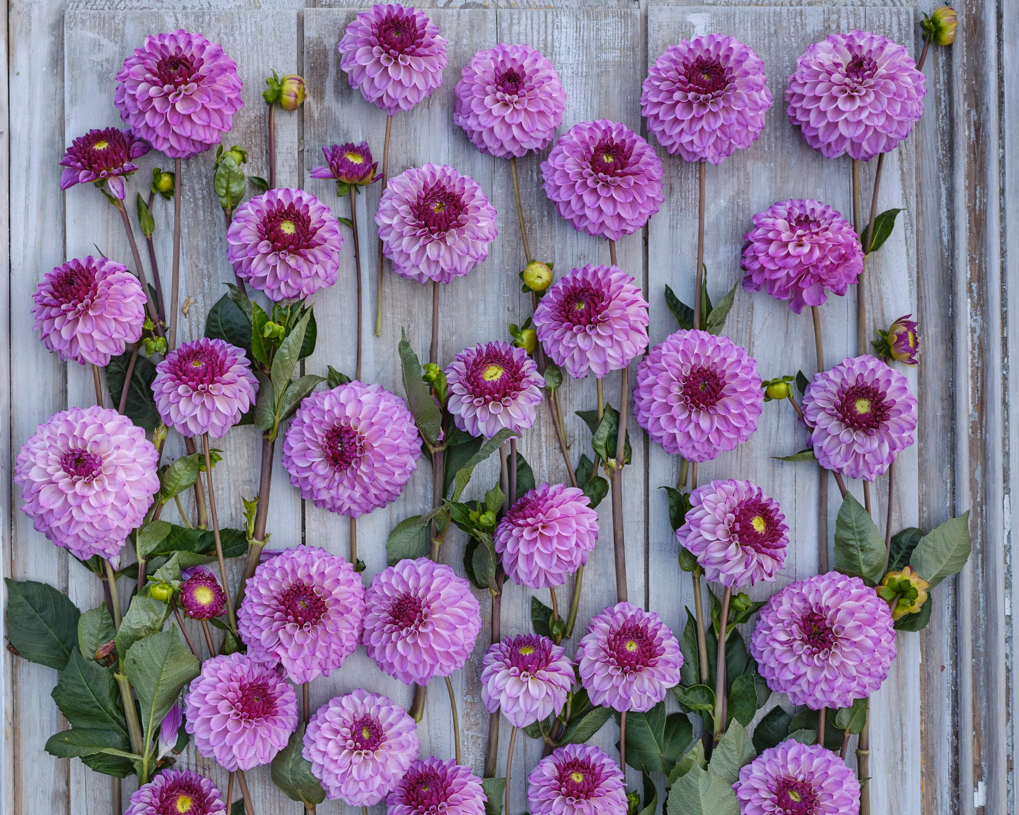 Dahlia 'Columbus' - Image 3