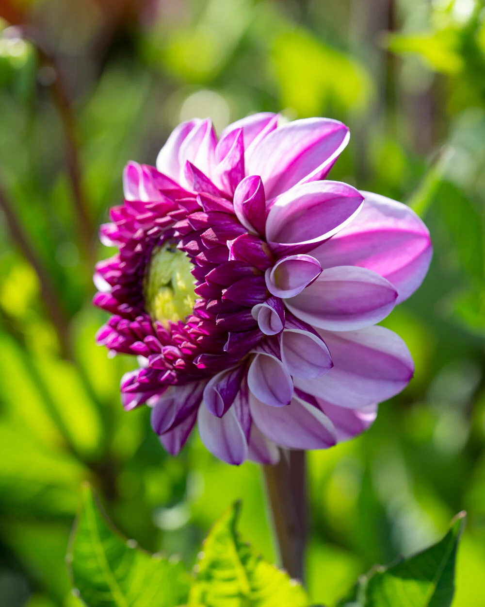 Dahlia 'Columbus' - Image 5