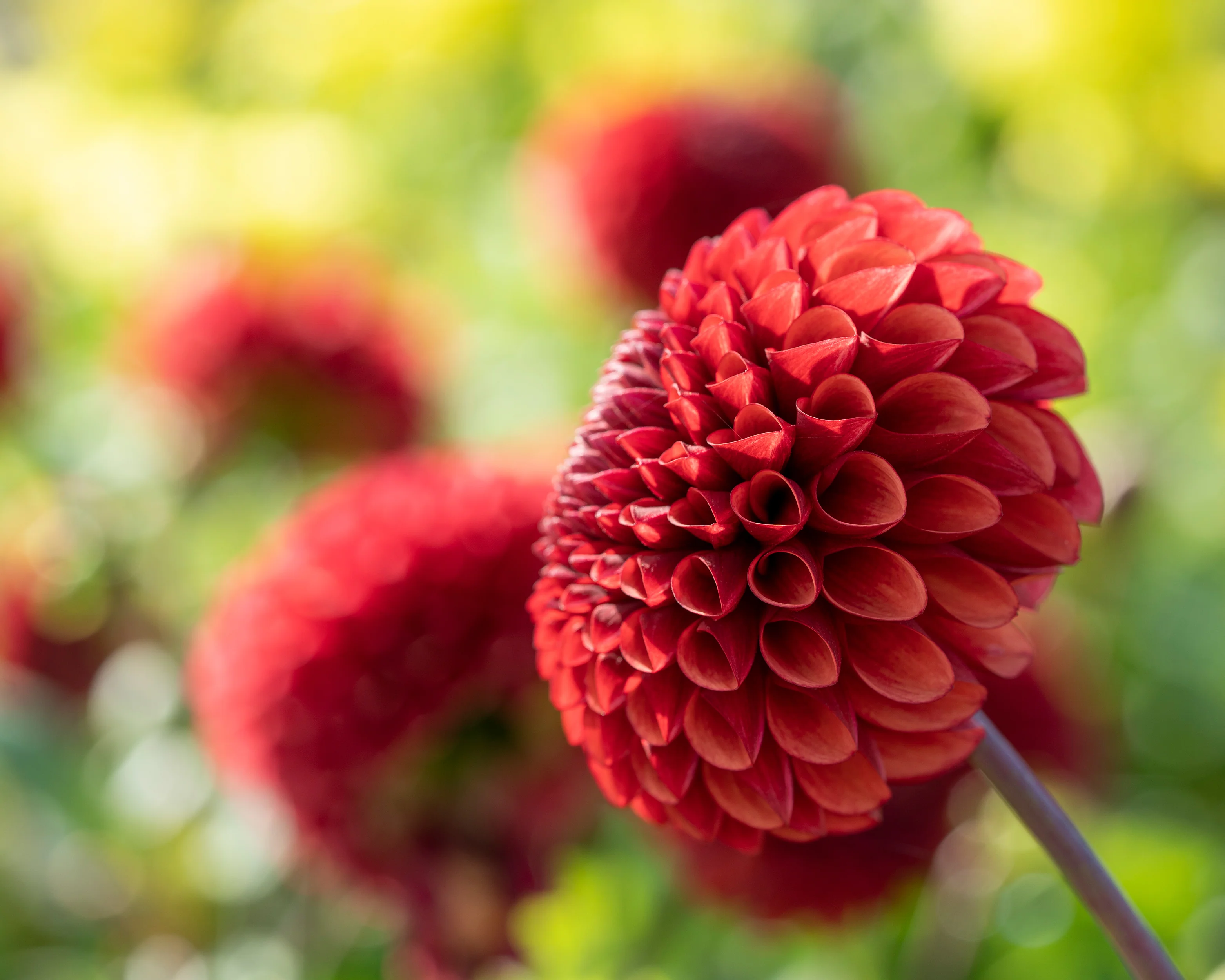 Dahlia 'Copperboy' - Image 3