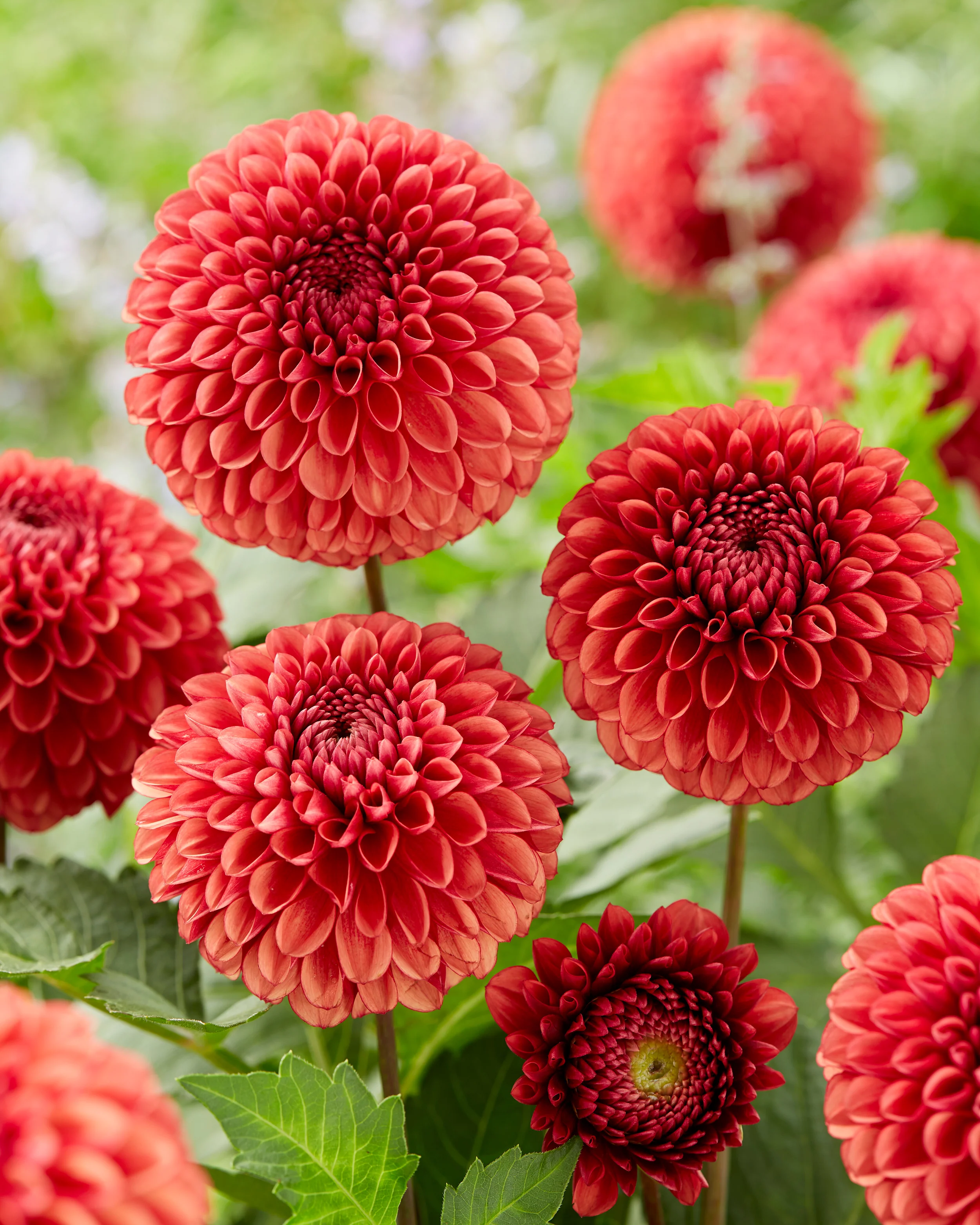 Dahlia 'Copperboy' - Image 5