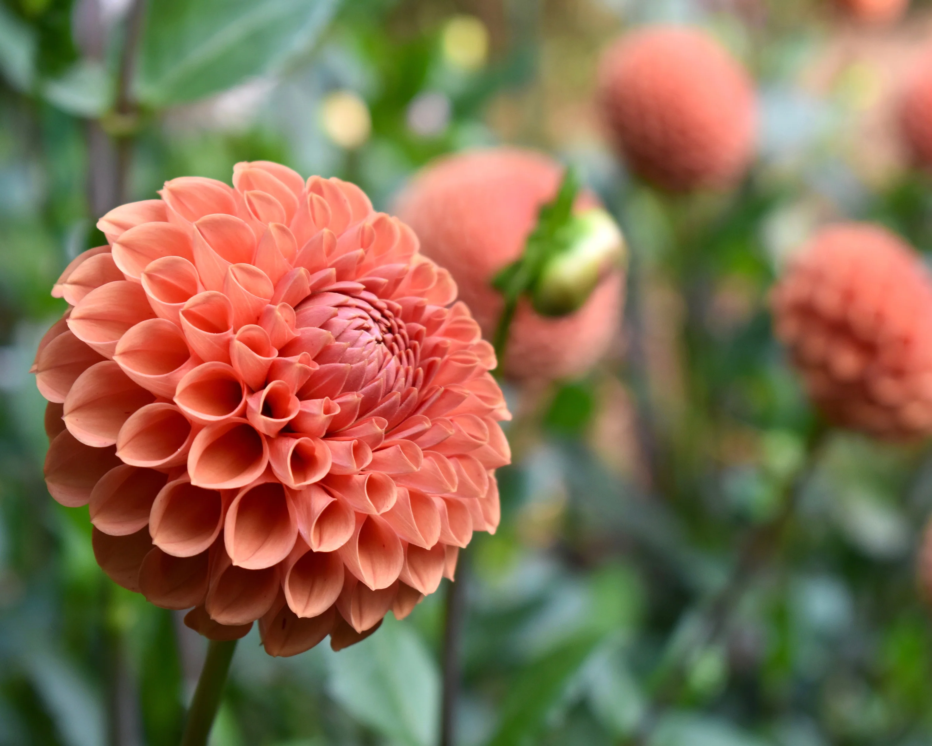 Dahlia 'Cornel Brons' - Image 4