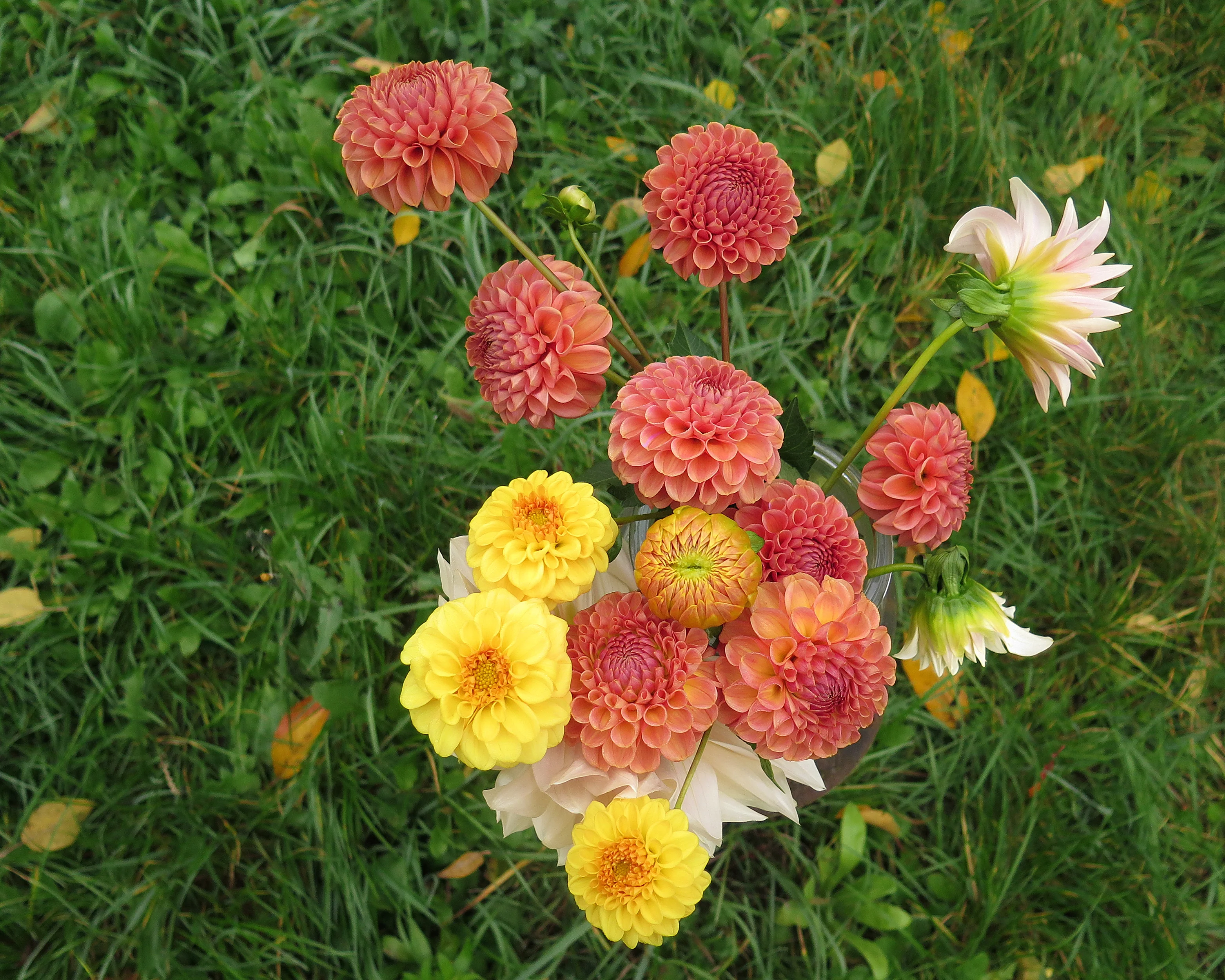 Dahlia 'Cornel Brons' - Image 6