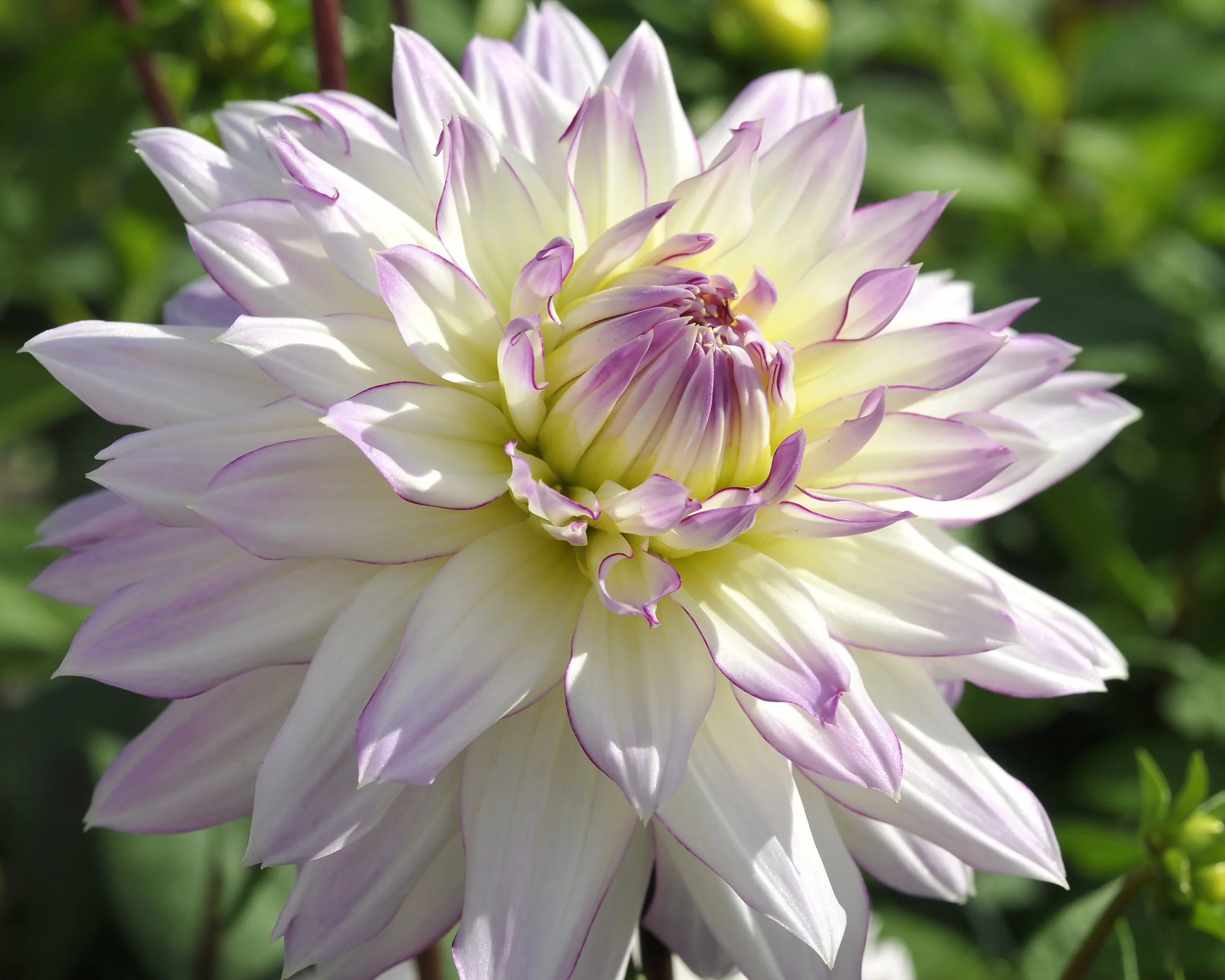 Dahlia 'Crazy Love' - Image 5