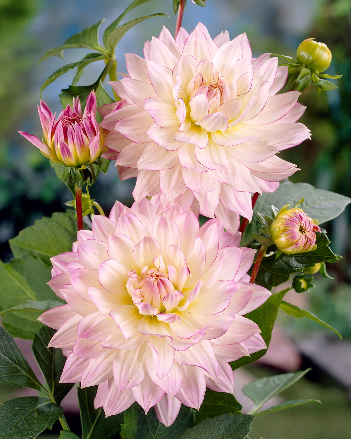 Dahlia 'Crazy Love' - Image 6
