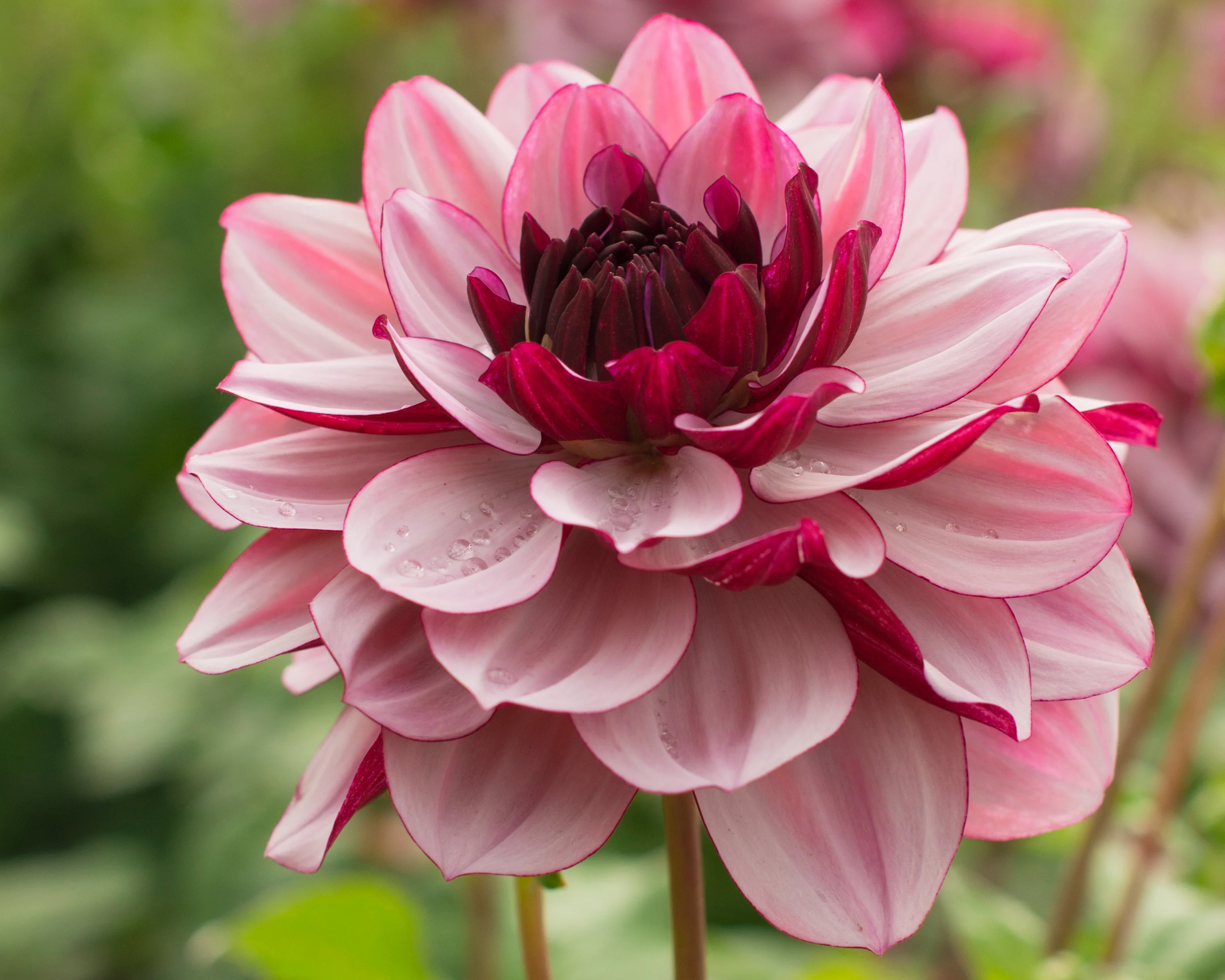 Dahlia 'Crème de Cassis' - Image 2