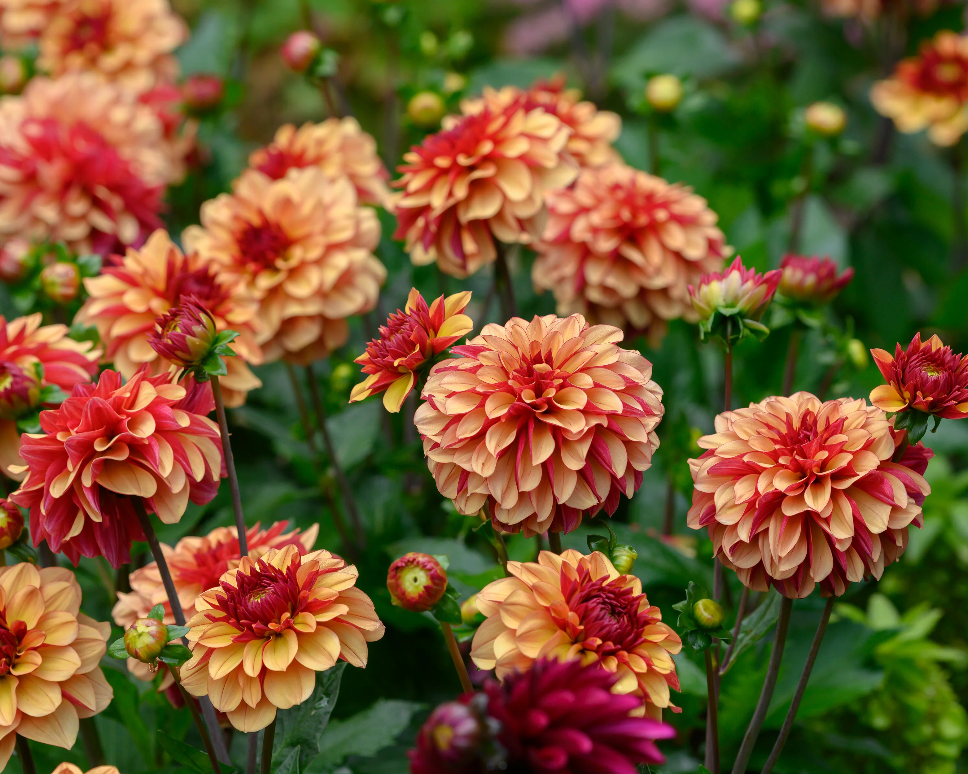 Dahlia 'Crème de Cognac' - Image 3
