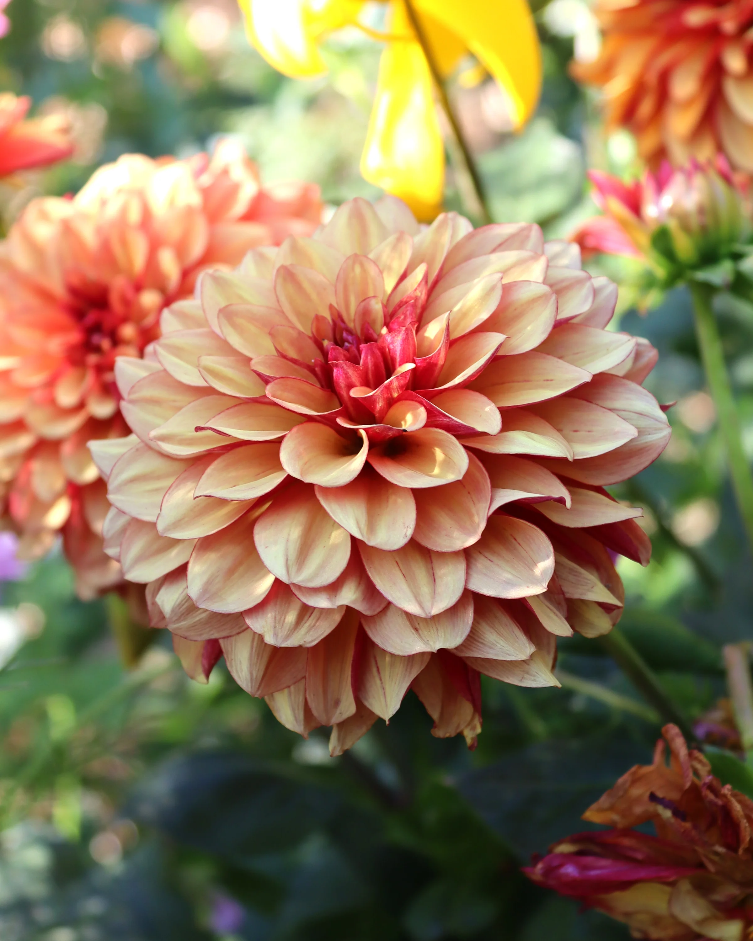 Dahlia 'Crème de Cognac' - Image 5