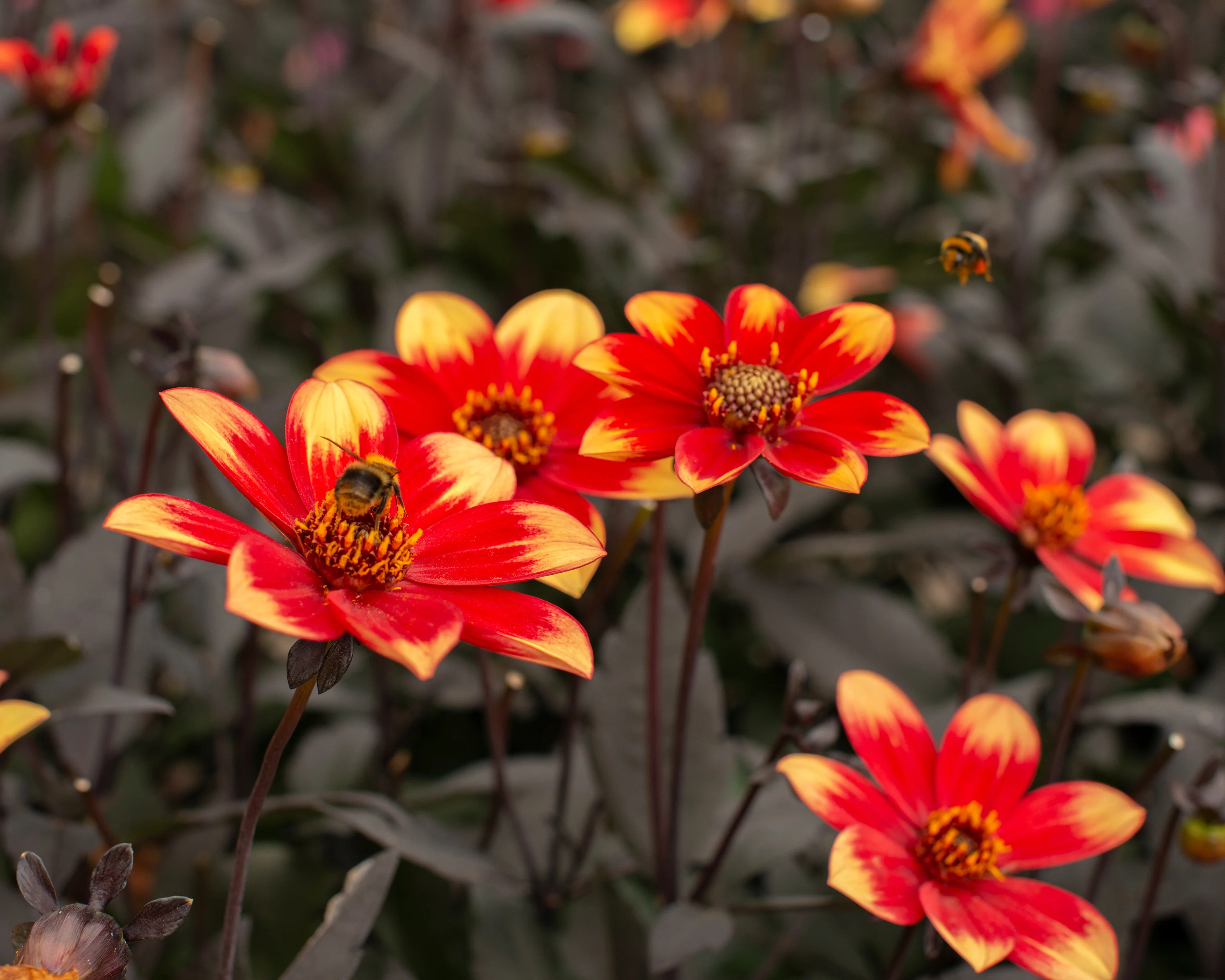Dahlia 'Dahlegria Bicolore' - Image 3