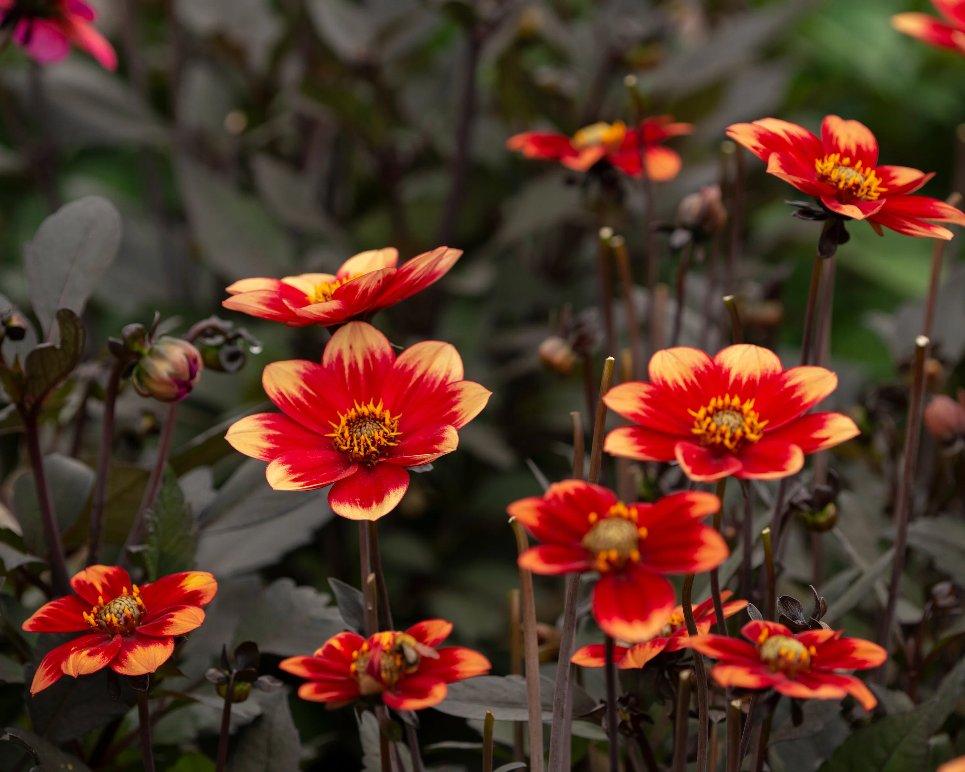 Dahlia 'Dahlegria Bicolore' - Image 5