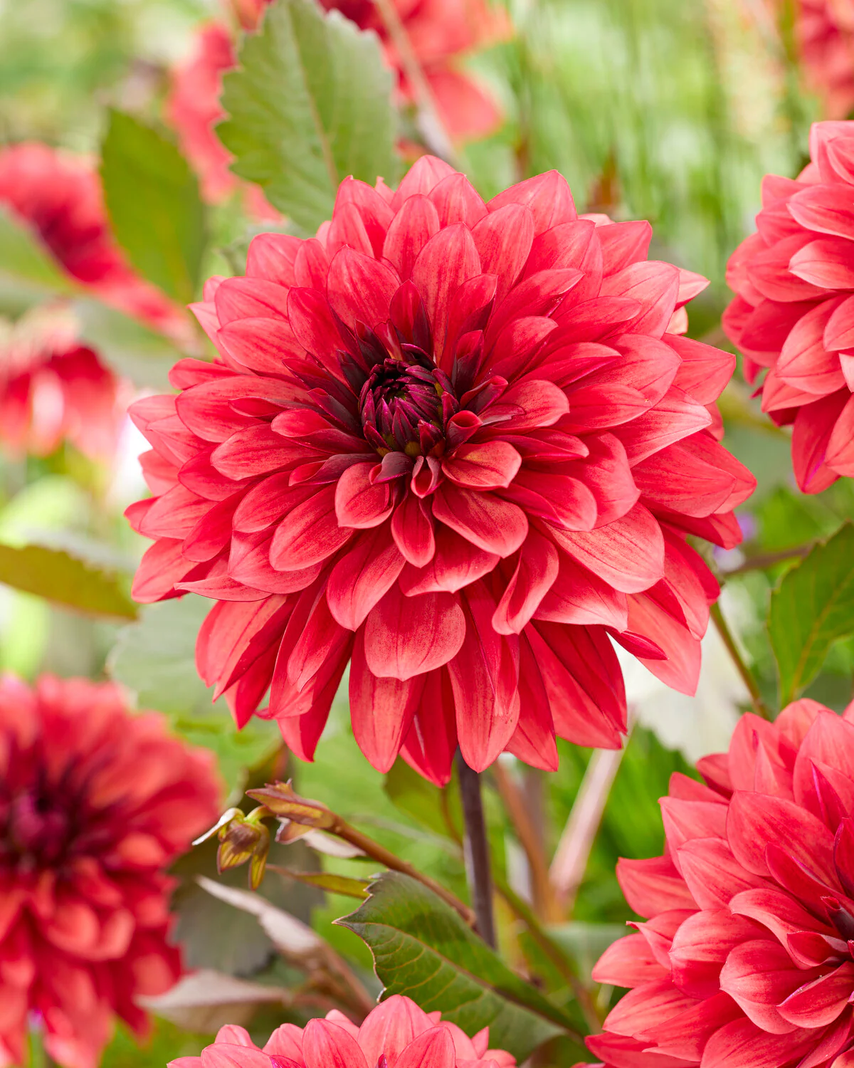 Dahlia 'Danique' - Image 3