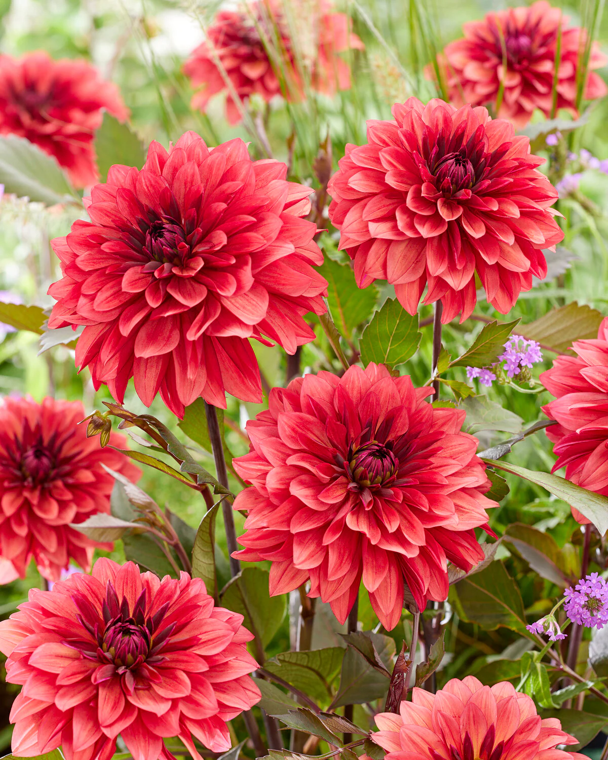 Dahlia 'Danique' - Image 4
