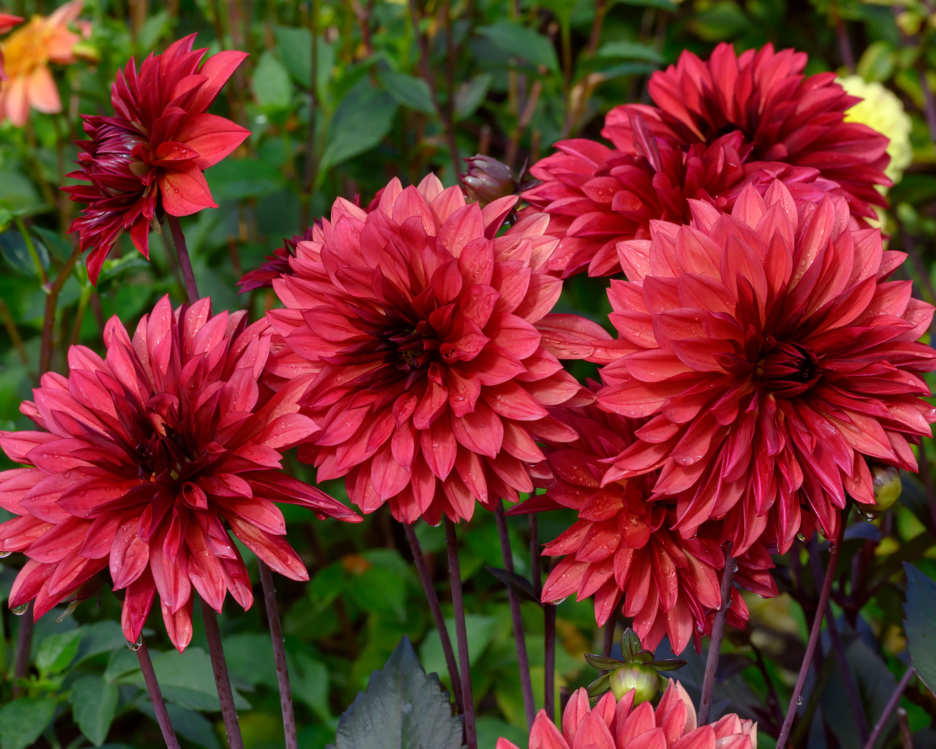 Dahlia 'Danique' - Image 5