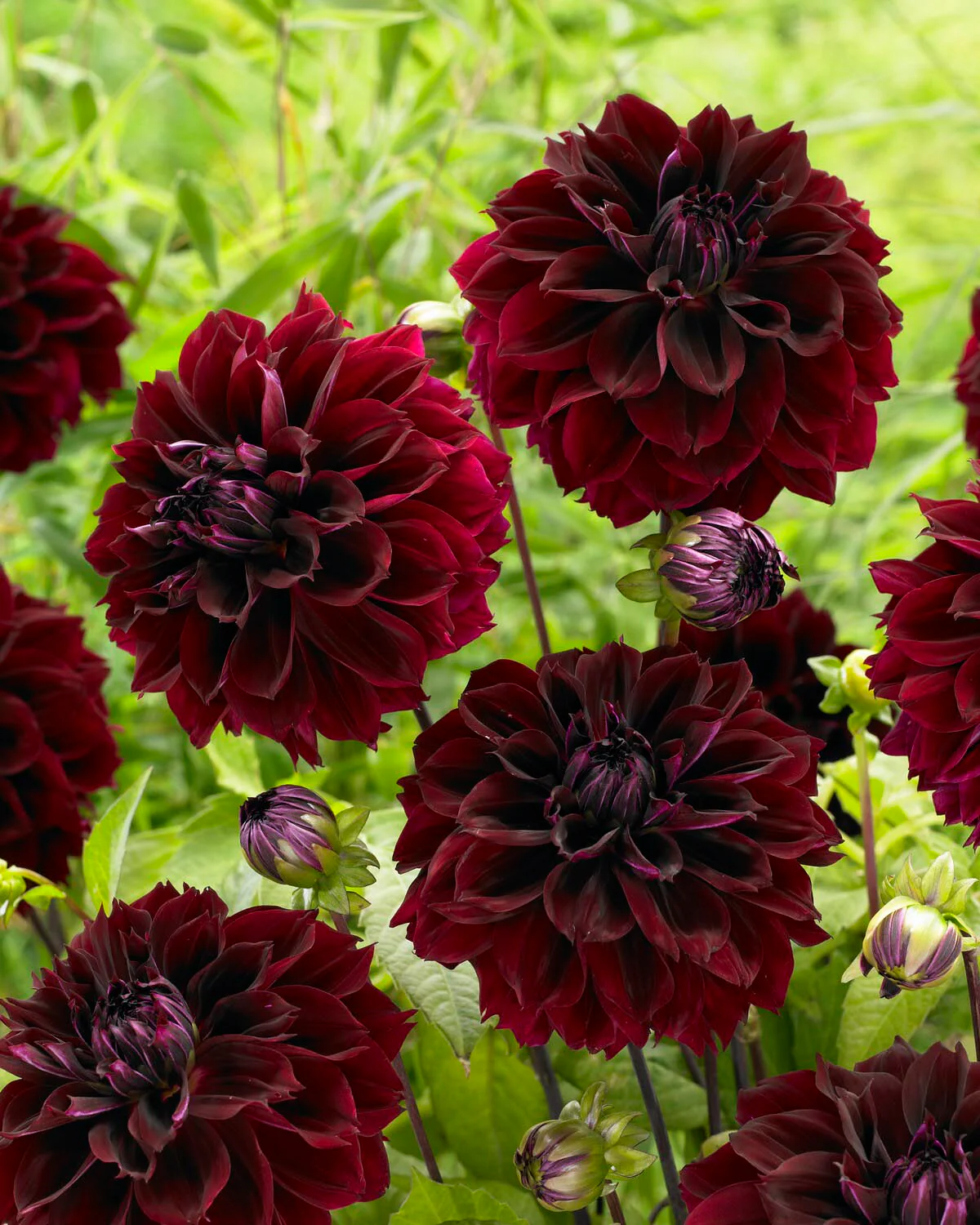 Dahlia 'Dark Fubuki' - Image 2