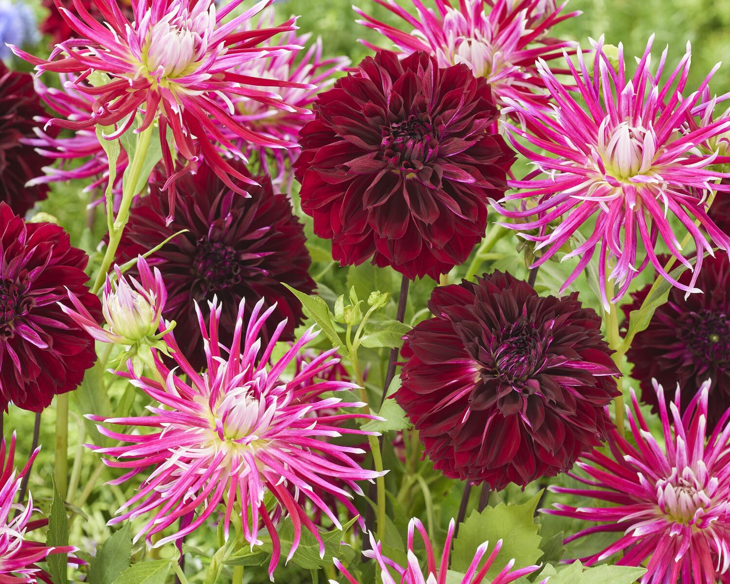 Dahlia 'Dark Fubuki' - Image 3