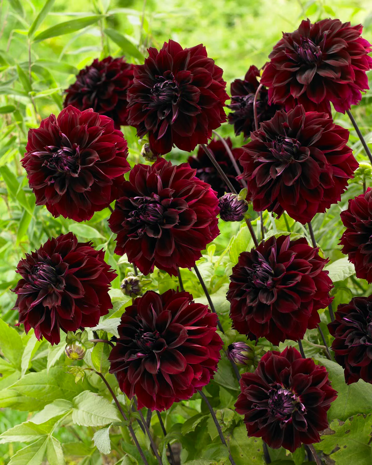 Dahlia 'Dark Fubuki' - Image 5