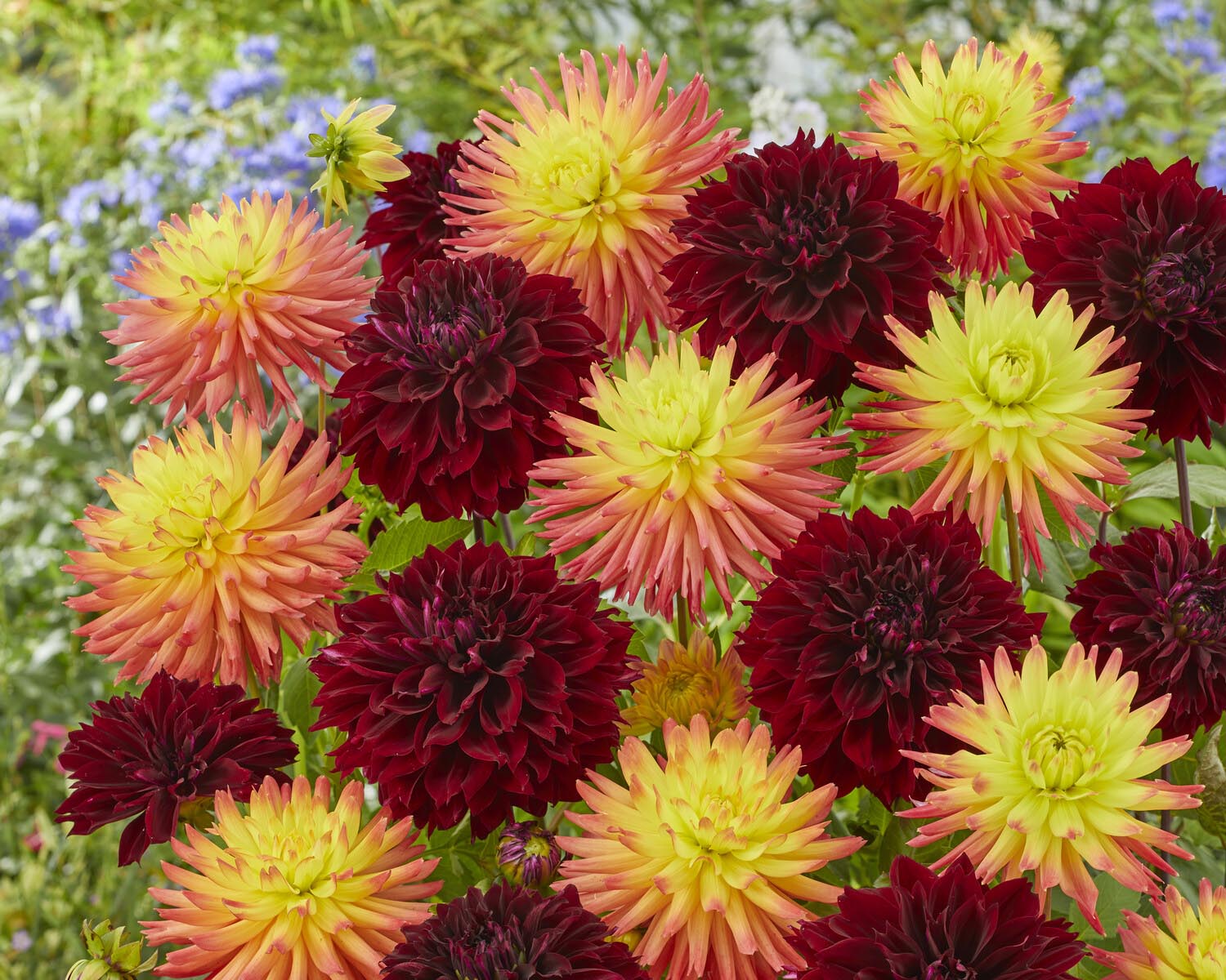 Dahlia 'Dark Fubuki' - Image 6