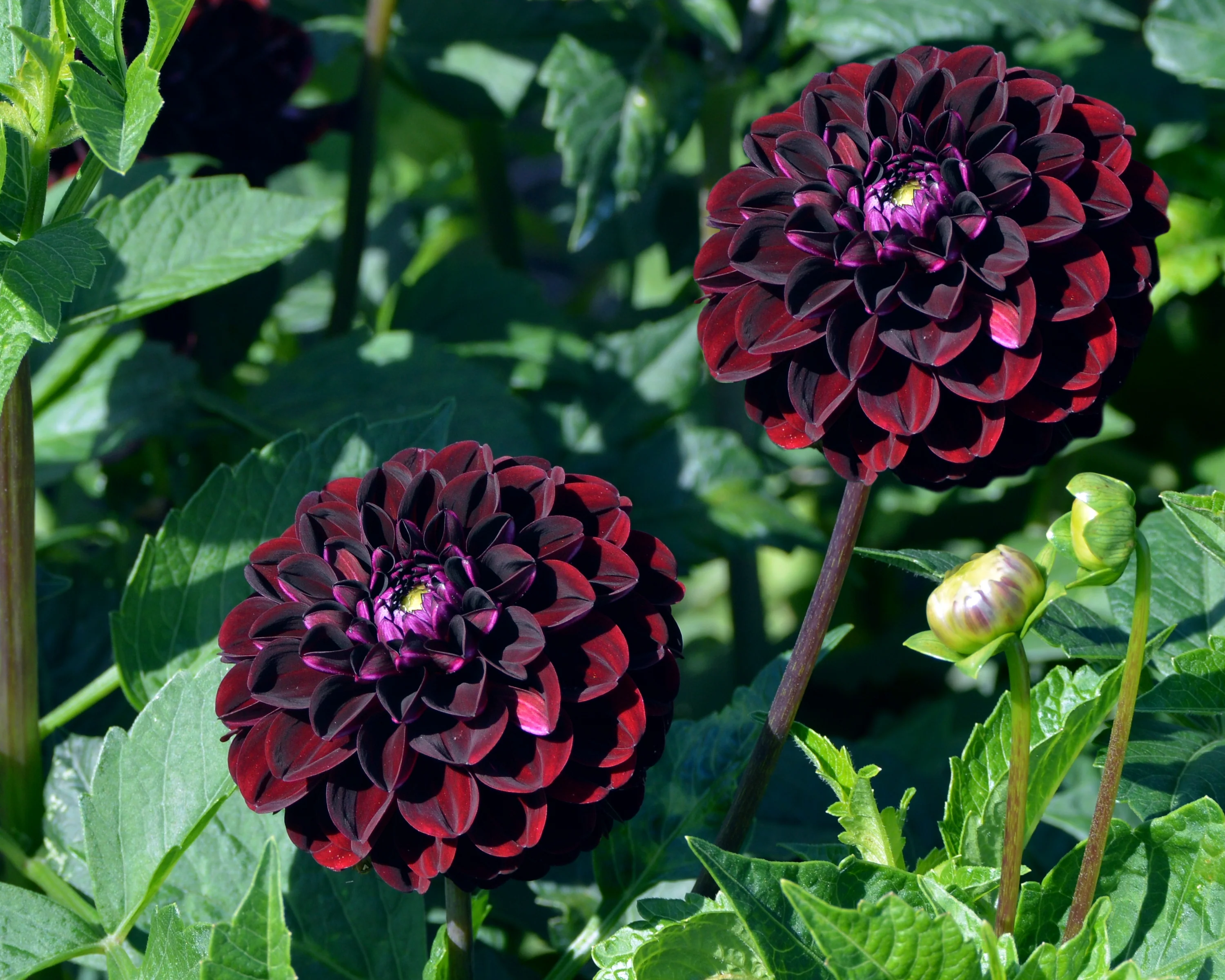 Dahlia 'Dark Spirit' - Image 2