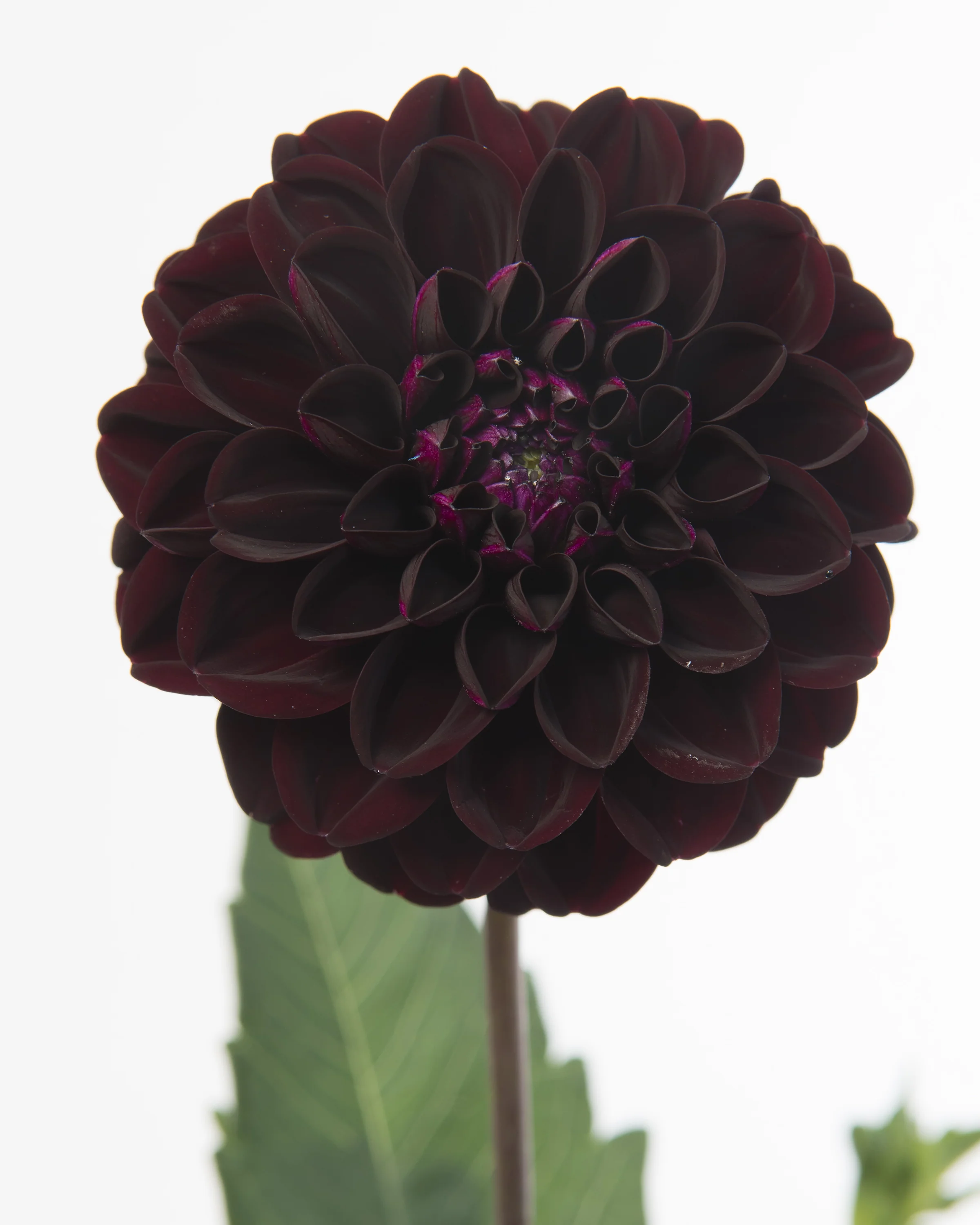 Dahlia 'Dark Spirit' - Image 3