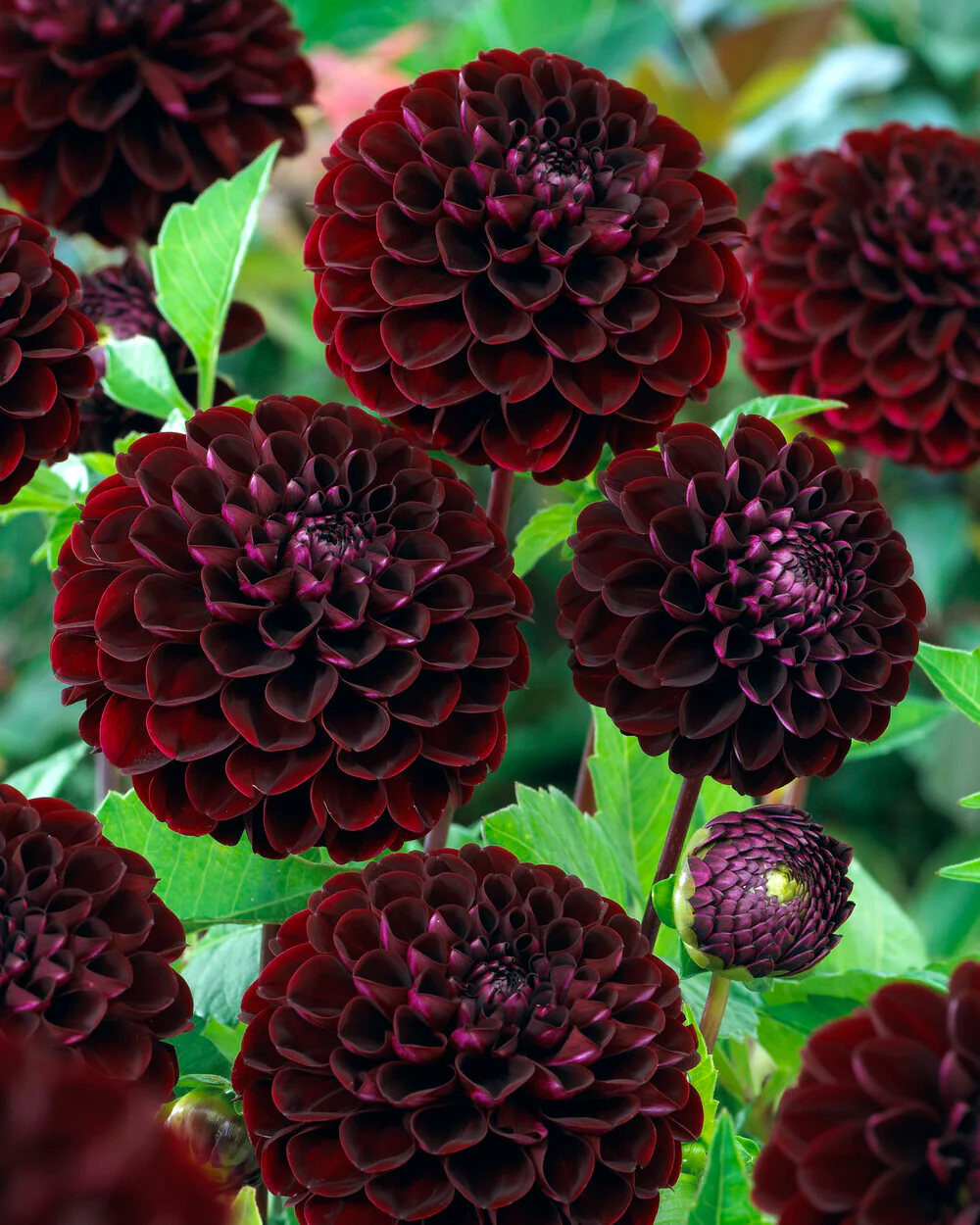 Dahlia 'Dark Spirit' - Image 4