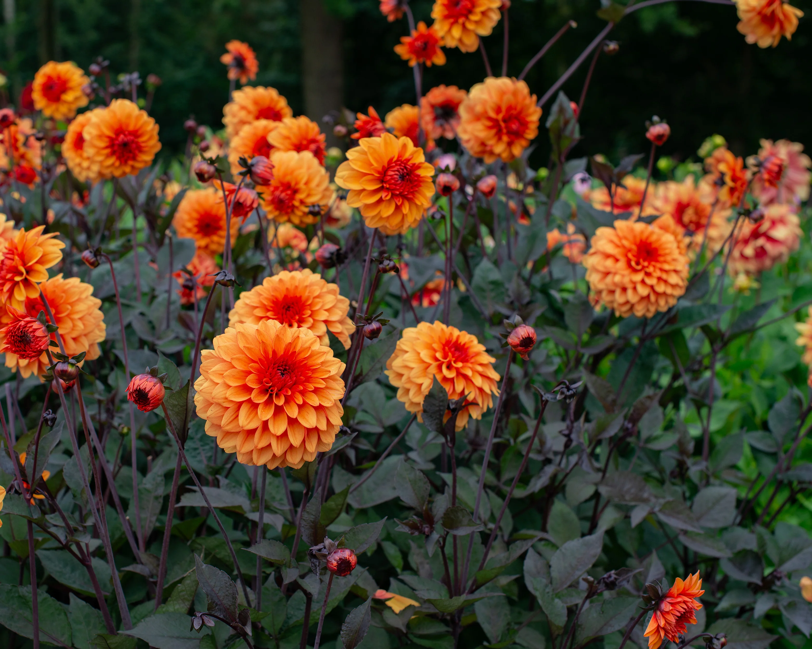 Dahlia 'David Howard' - Image 12