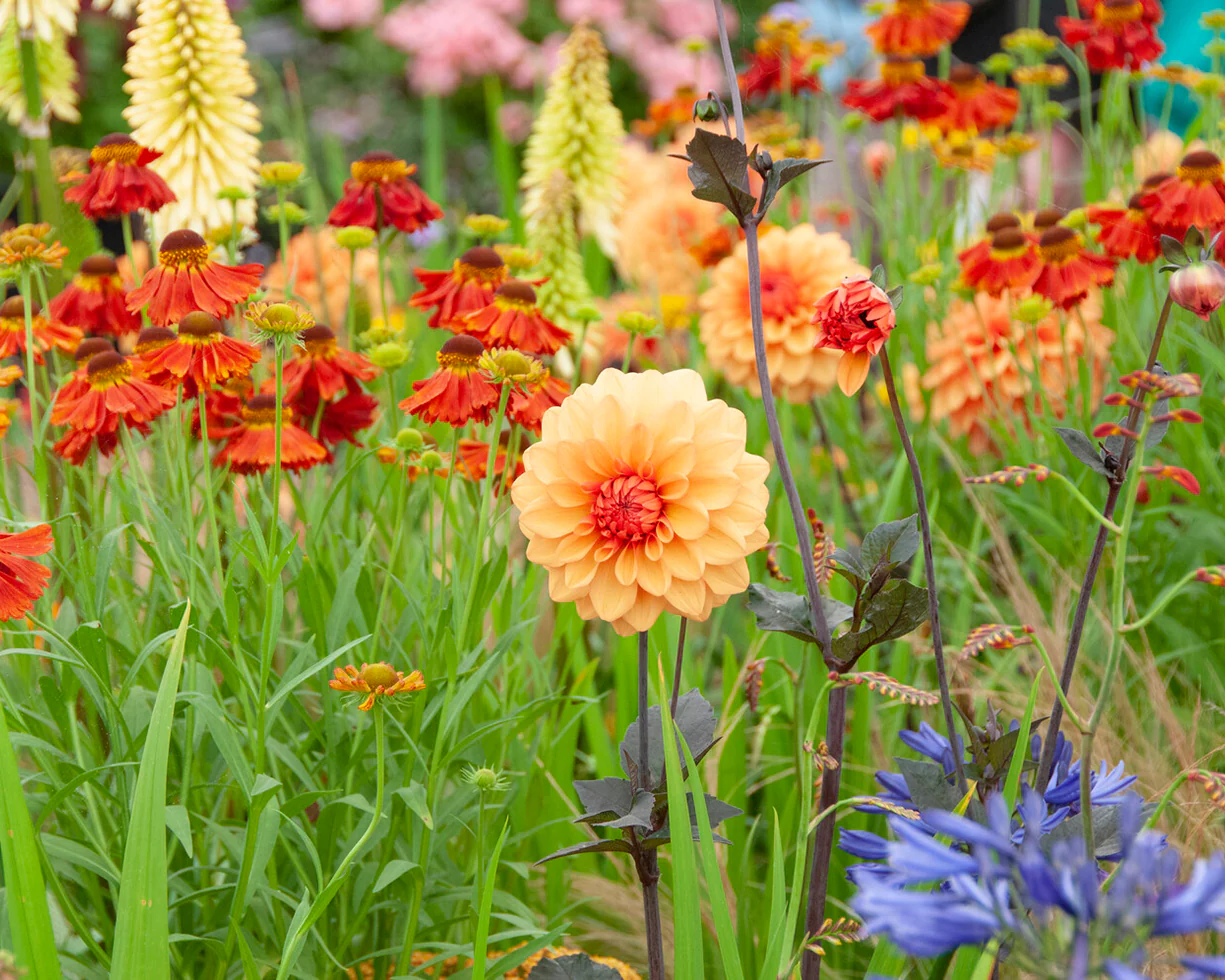 Dahlia 'David Howard' - Image 16