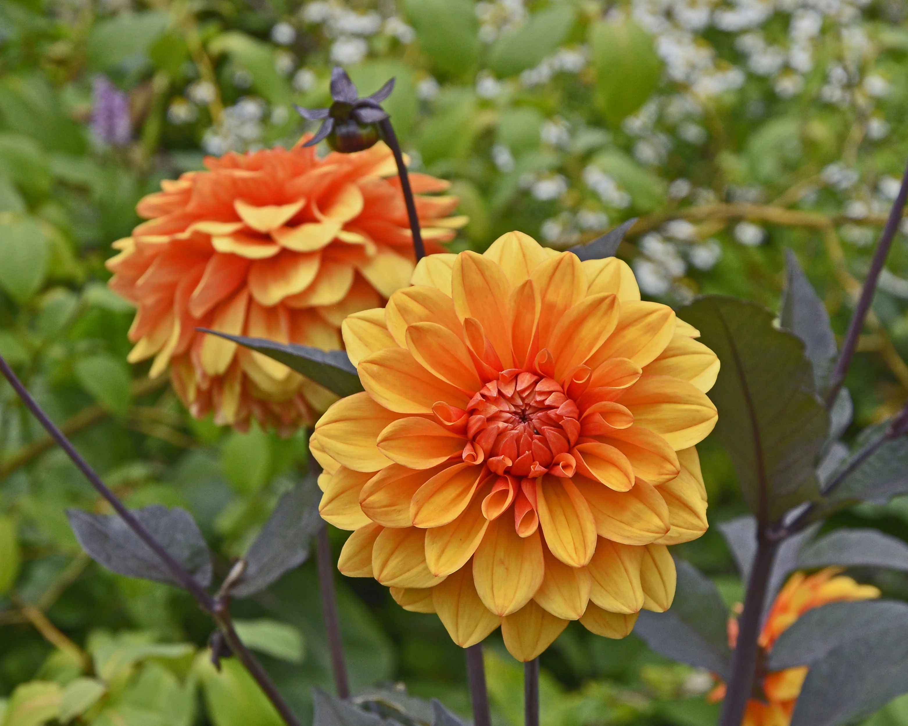 Dahlia 'David Howard' - Image 19