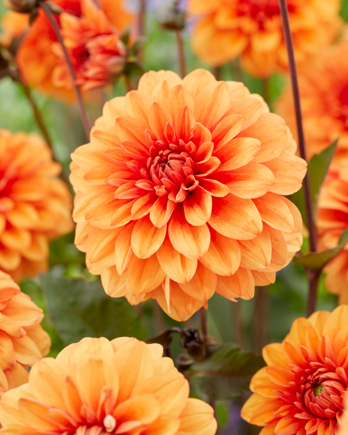 Dahlia 'David Howard' - Image 4