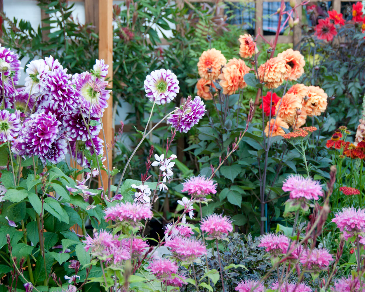 Dahlia 'David Howard' - Image 5