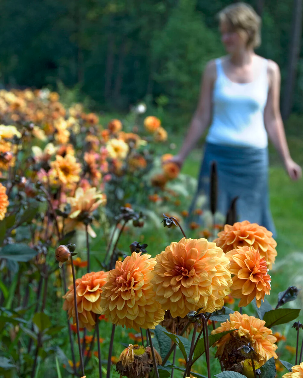Dahlia 'David Howard' - Image 7