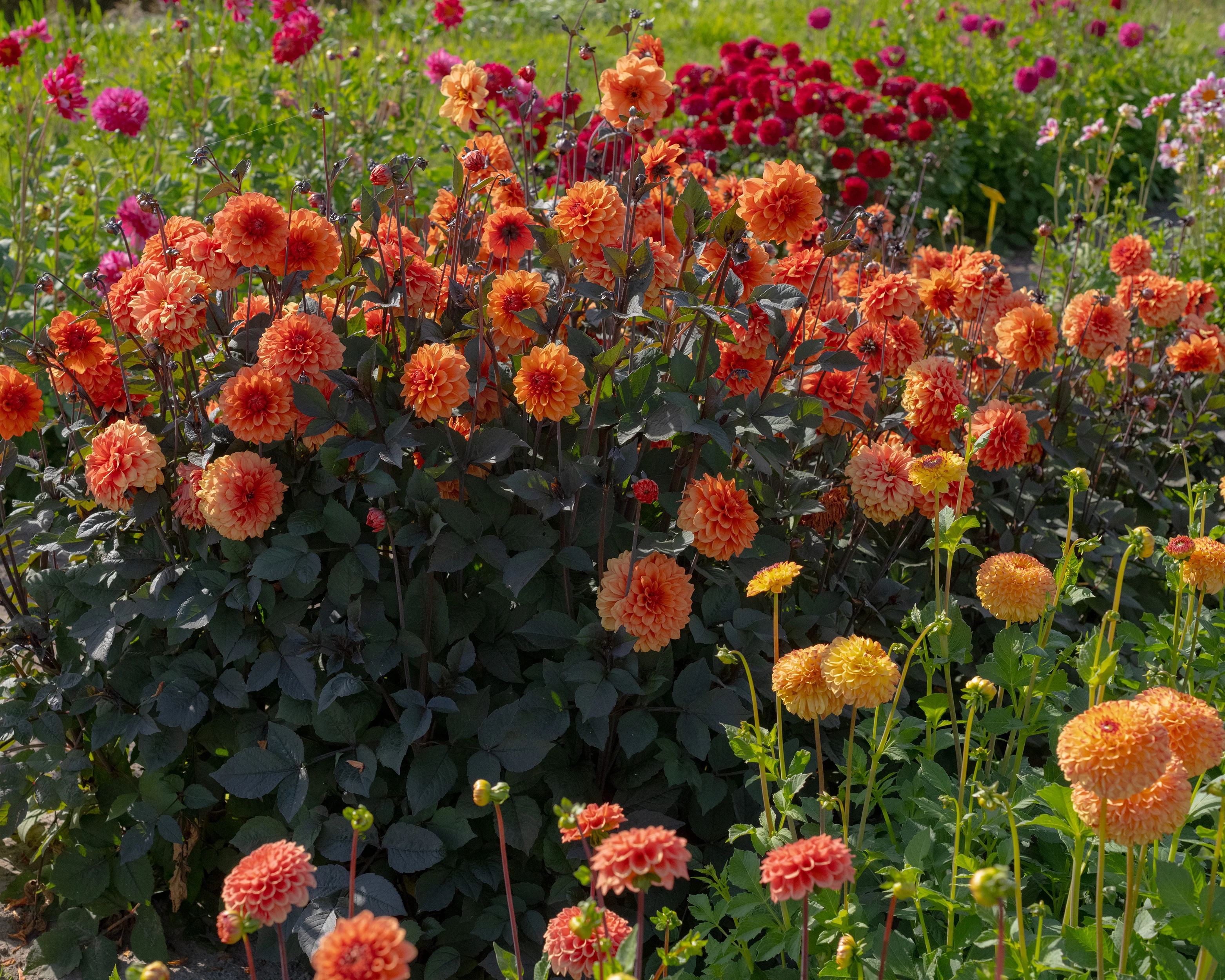Dahlia 'David Howard' - Image 8