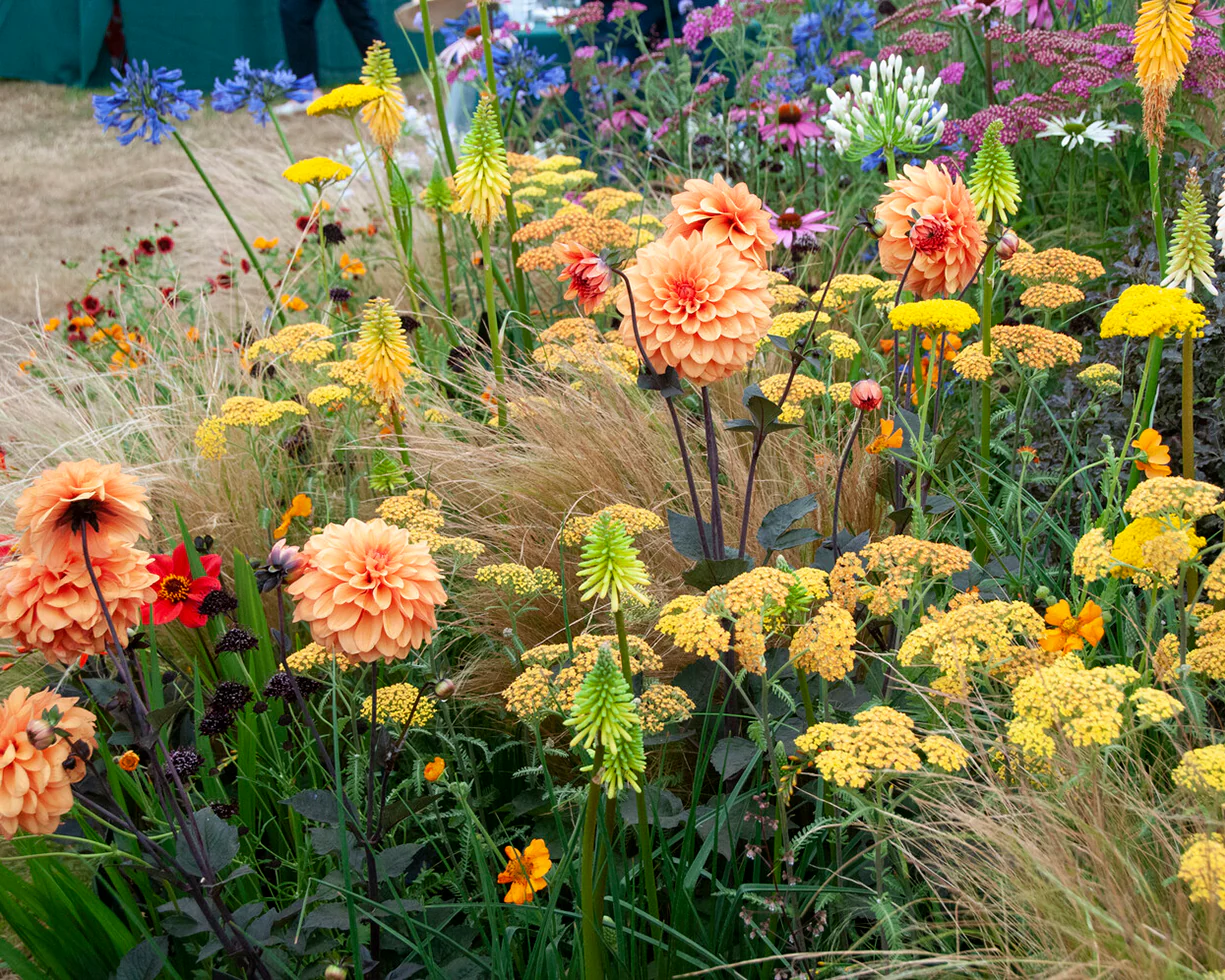Dahlia 'David Howard' - Image 9
