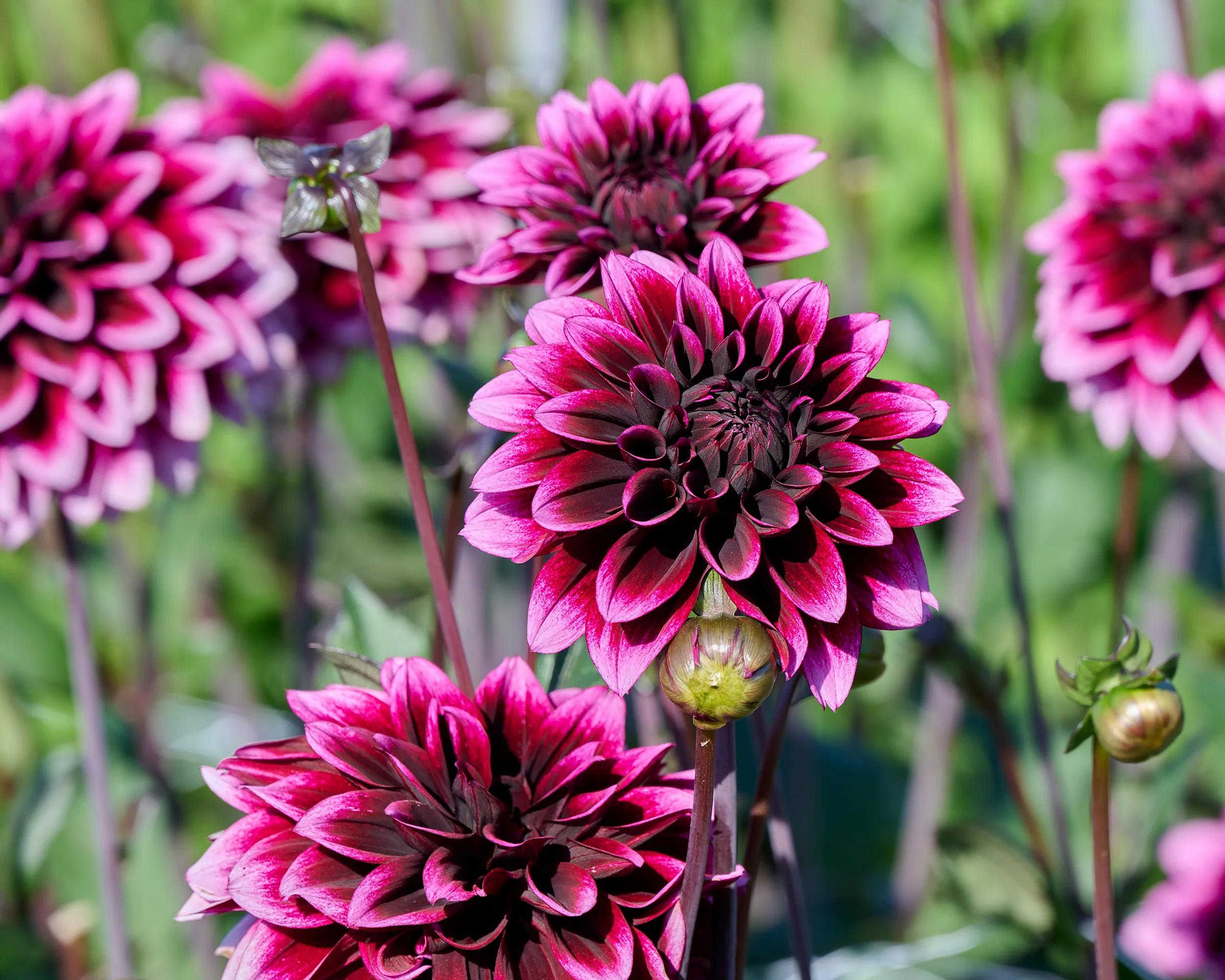 Dahlia 'Davina Michelle' - Image 3