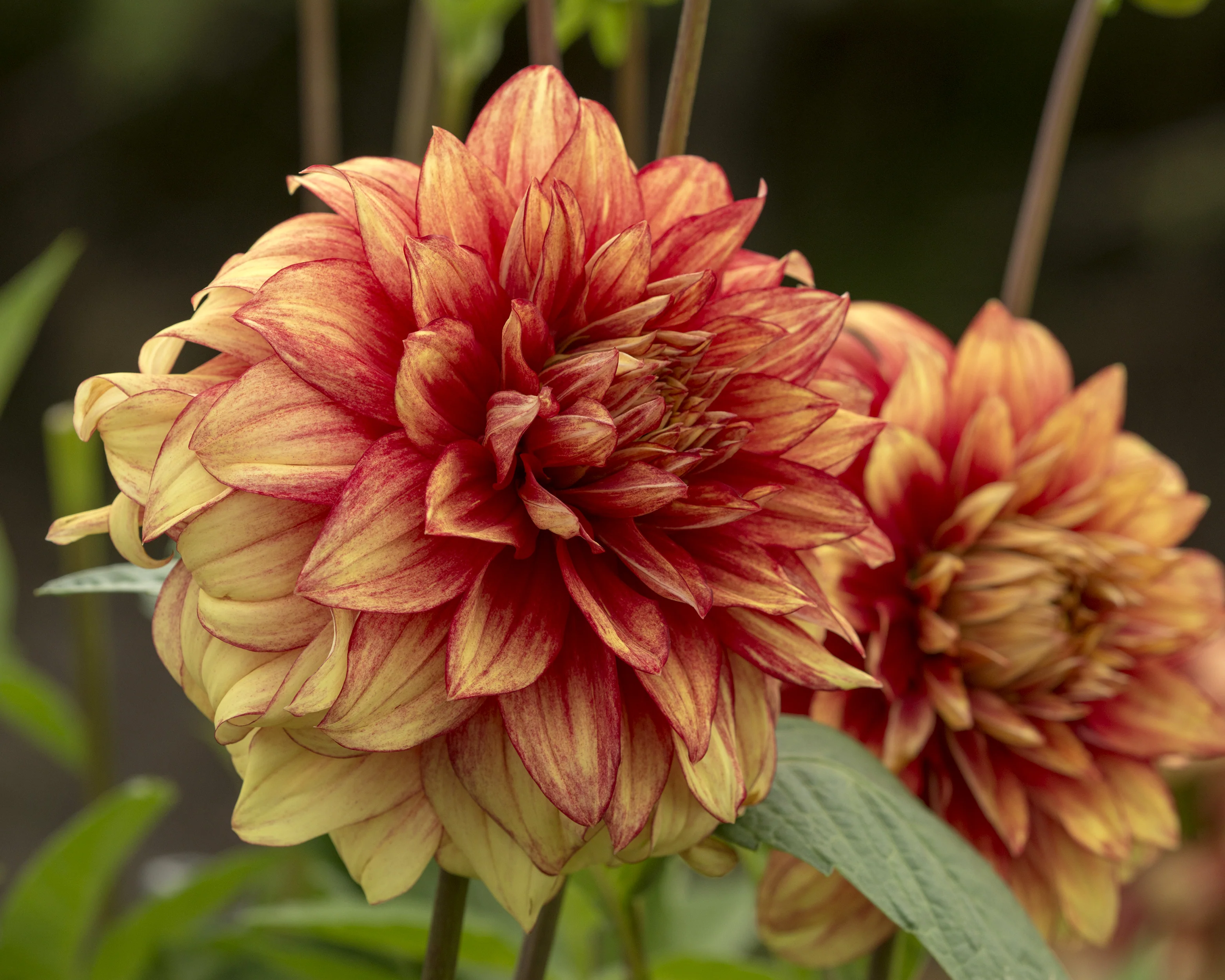 Dahlia 'Dazzling Magic' - Image 3