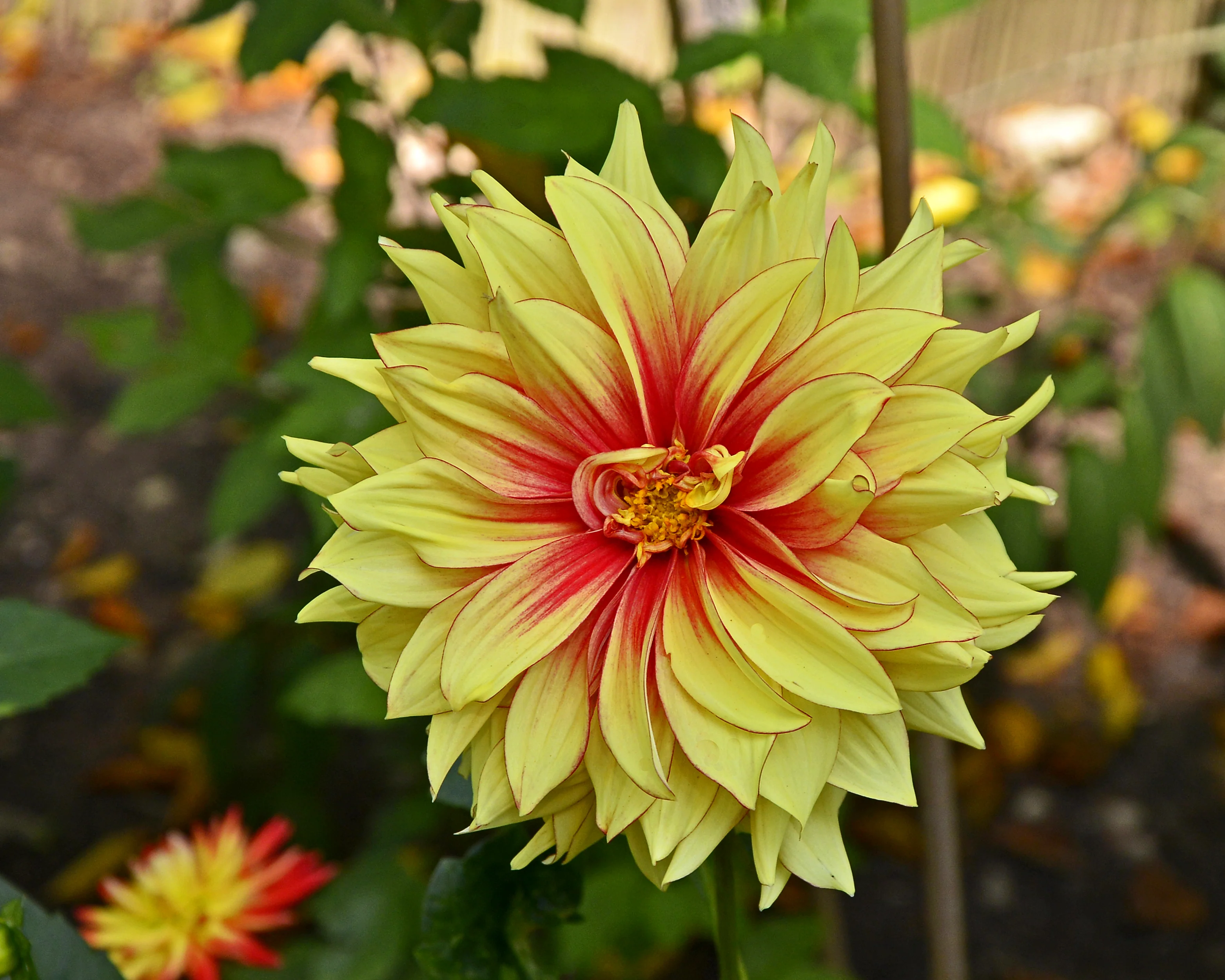 Dahlia 'Dazzling Magic' - Image 6