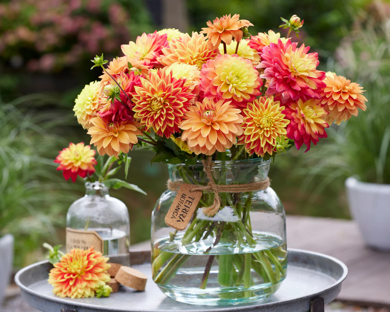 Dahlia 'Deep Impact' - Image 4