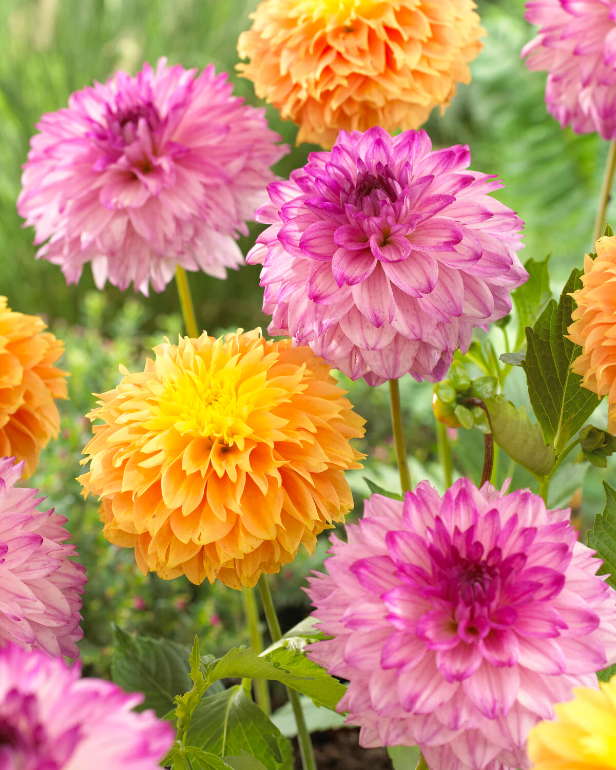 Dahlia 'Deep Impact' - Image 7