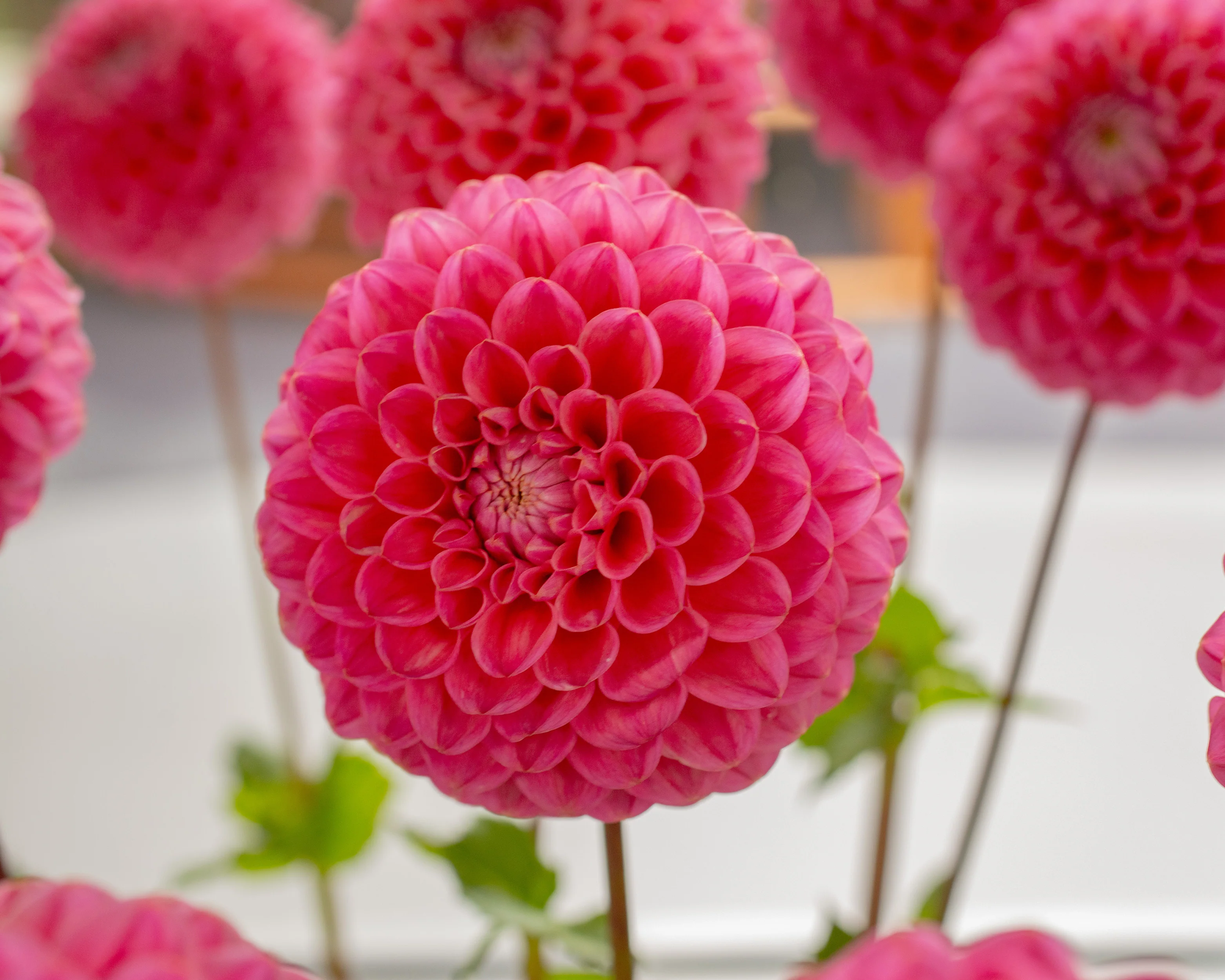 Dahlia 'Dikara Superb' - Image 3
