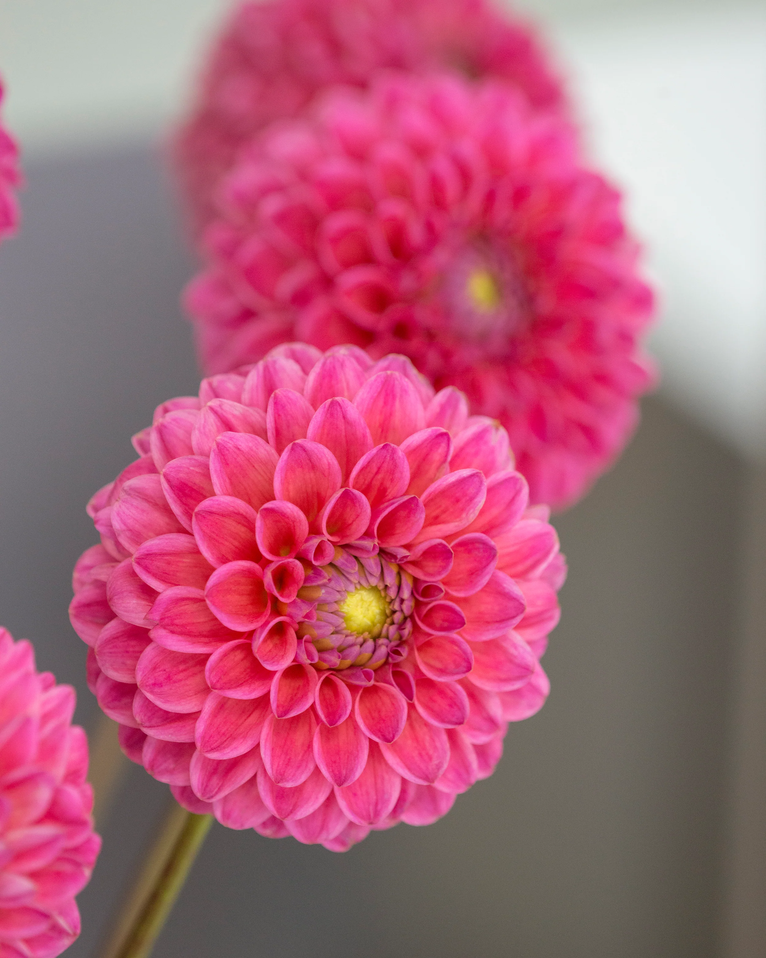 Dahlia 'Dikara Superb' - Image 4