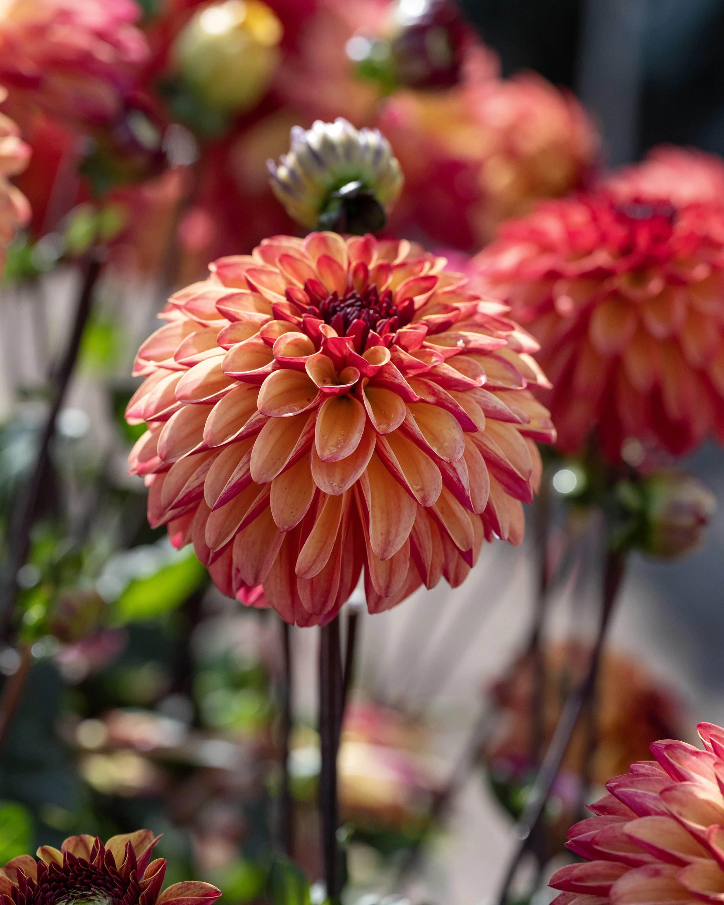 Dahlia 'Ding a Dong' - Image 3