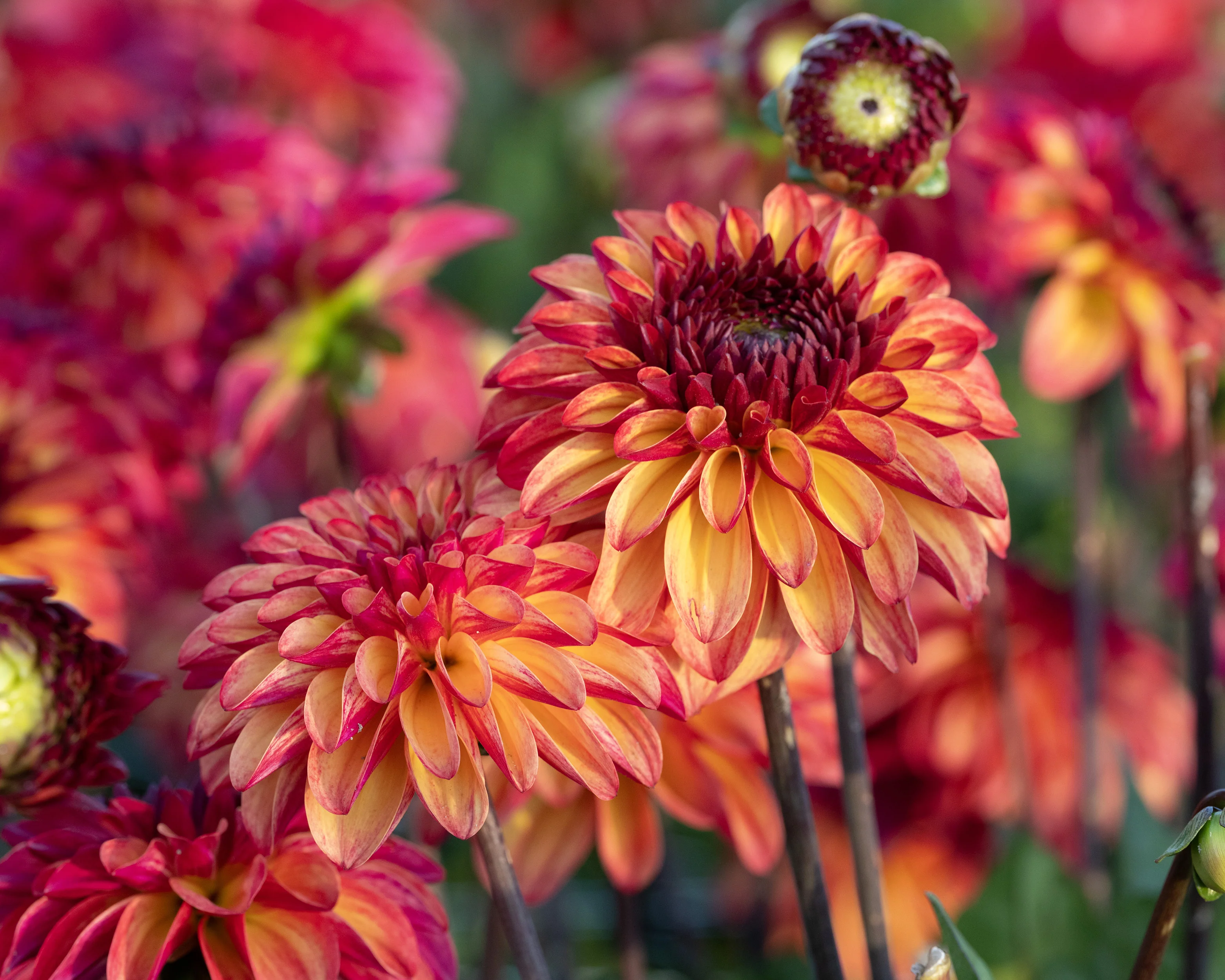 Dahlia 'Ding a Dong' - Image 4