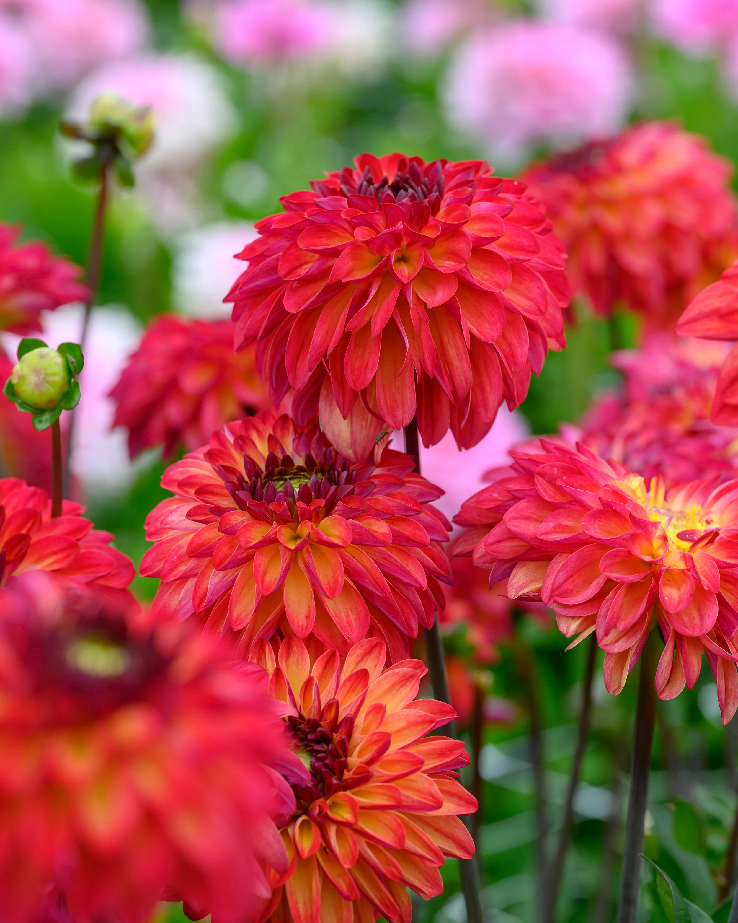 Dahlia 'Ding a Dong' - Image 6