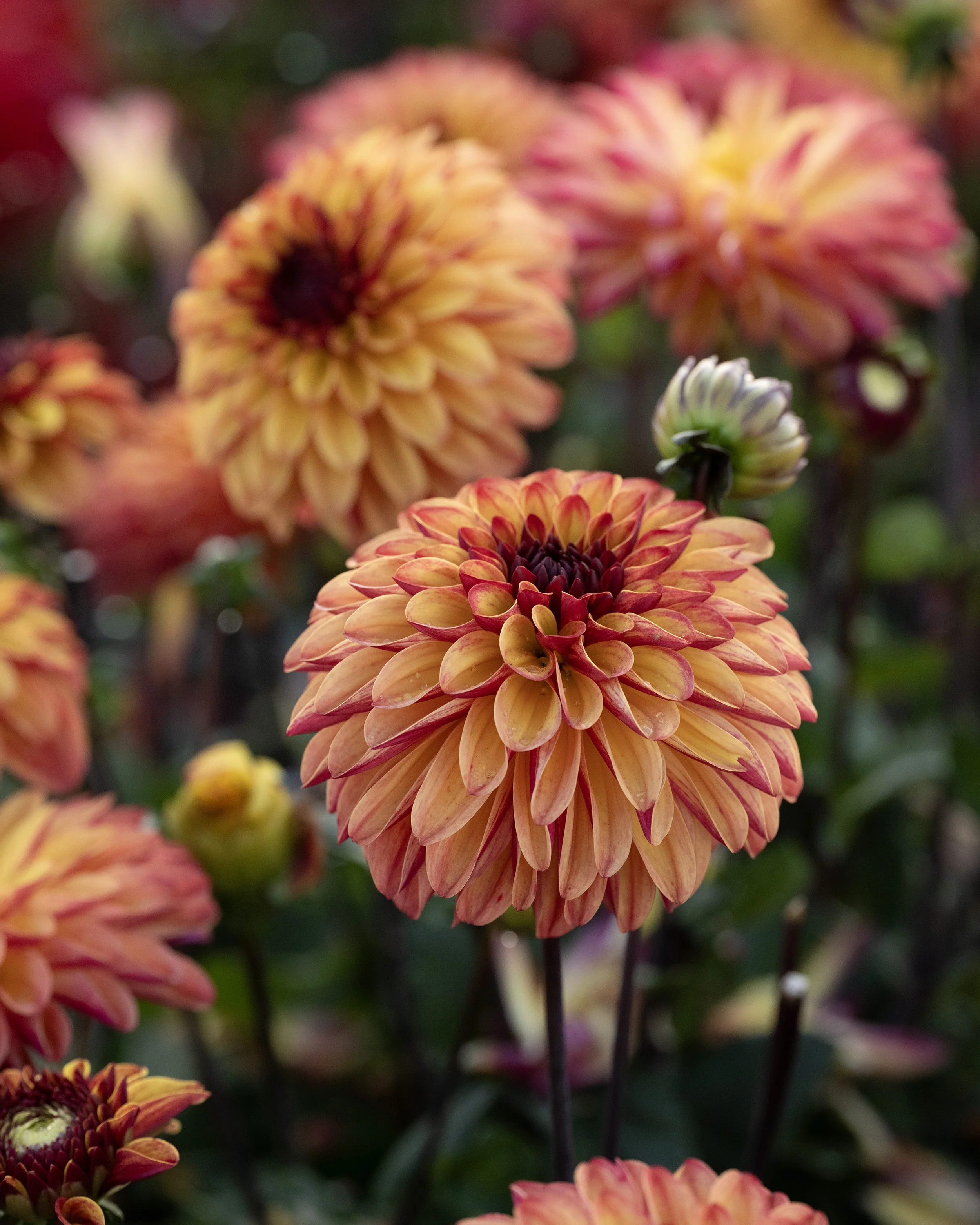 Dahlia 'Ding a Dong' - Image 8